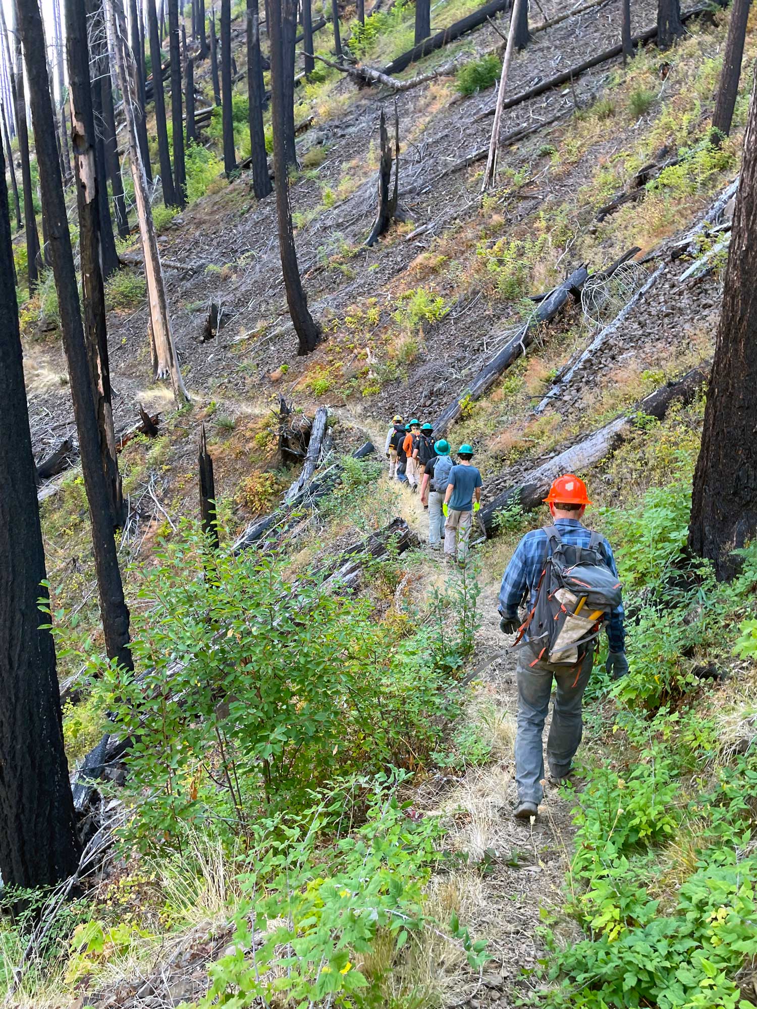 Trailkeeper volunteers wearing hard hats walk a trail among burned trees on a hillside