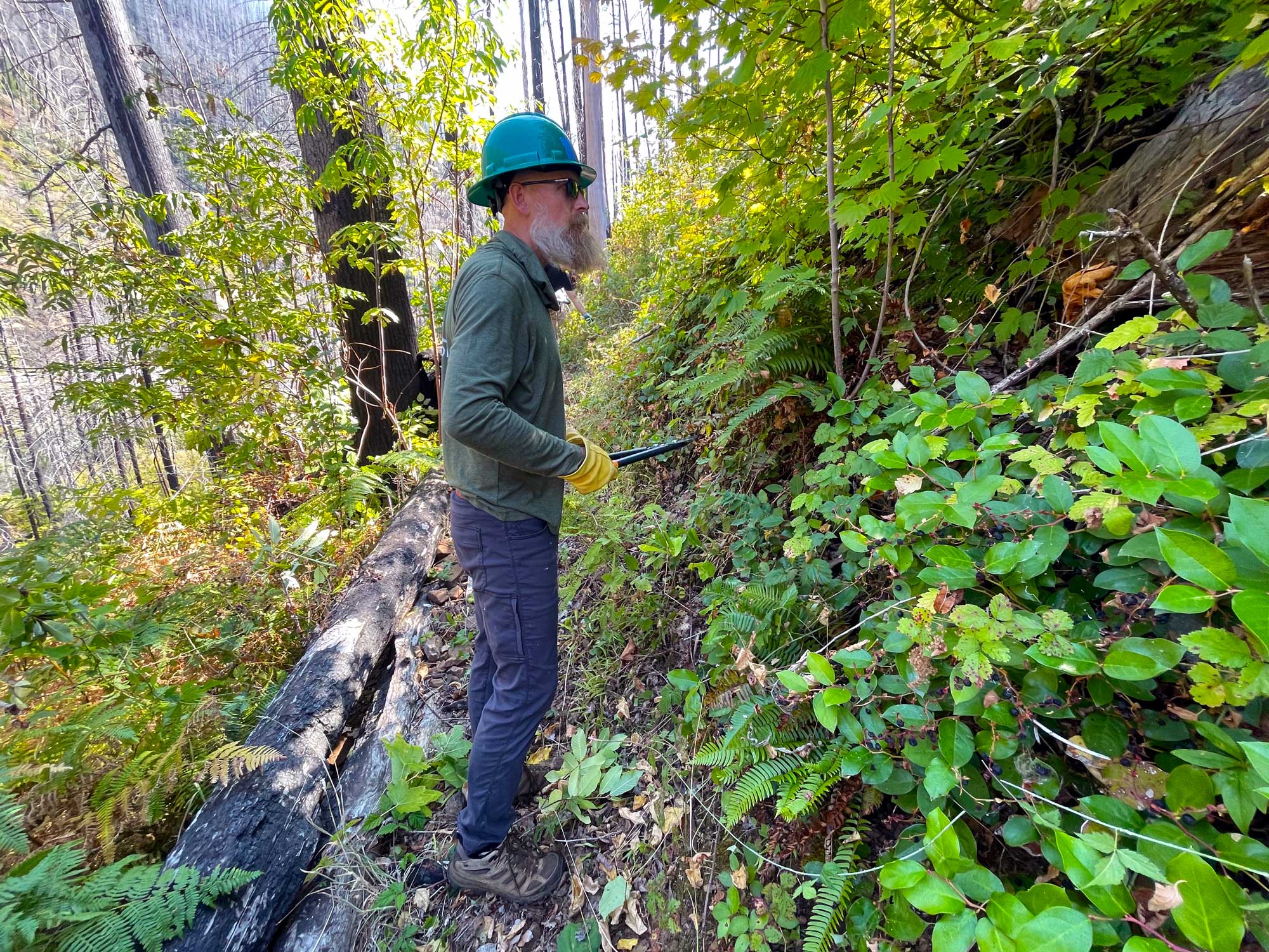 A bearded man wearing a hardhat cutting brush