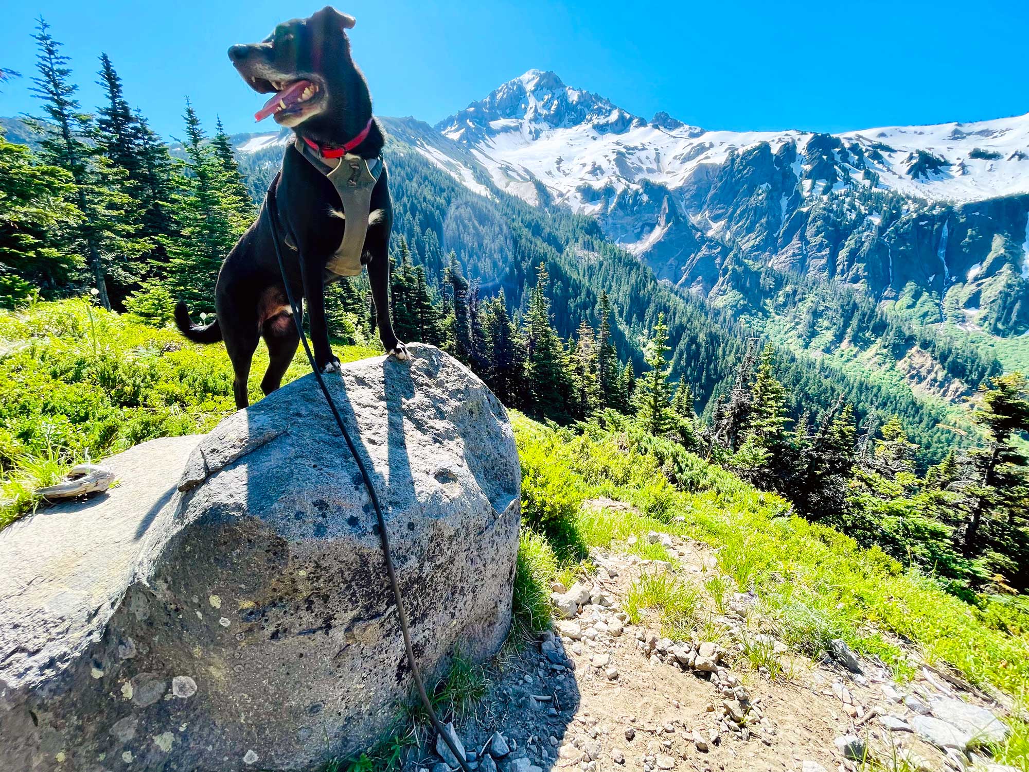 A black dog wearing a gray harness panting while standing on a rock with a snow capped mountain in the background and forest surrounding