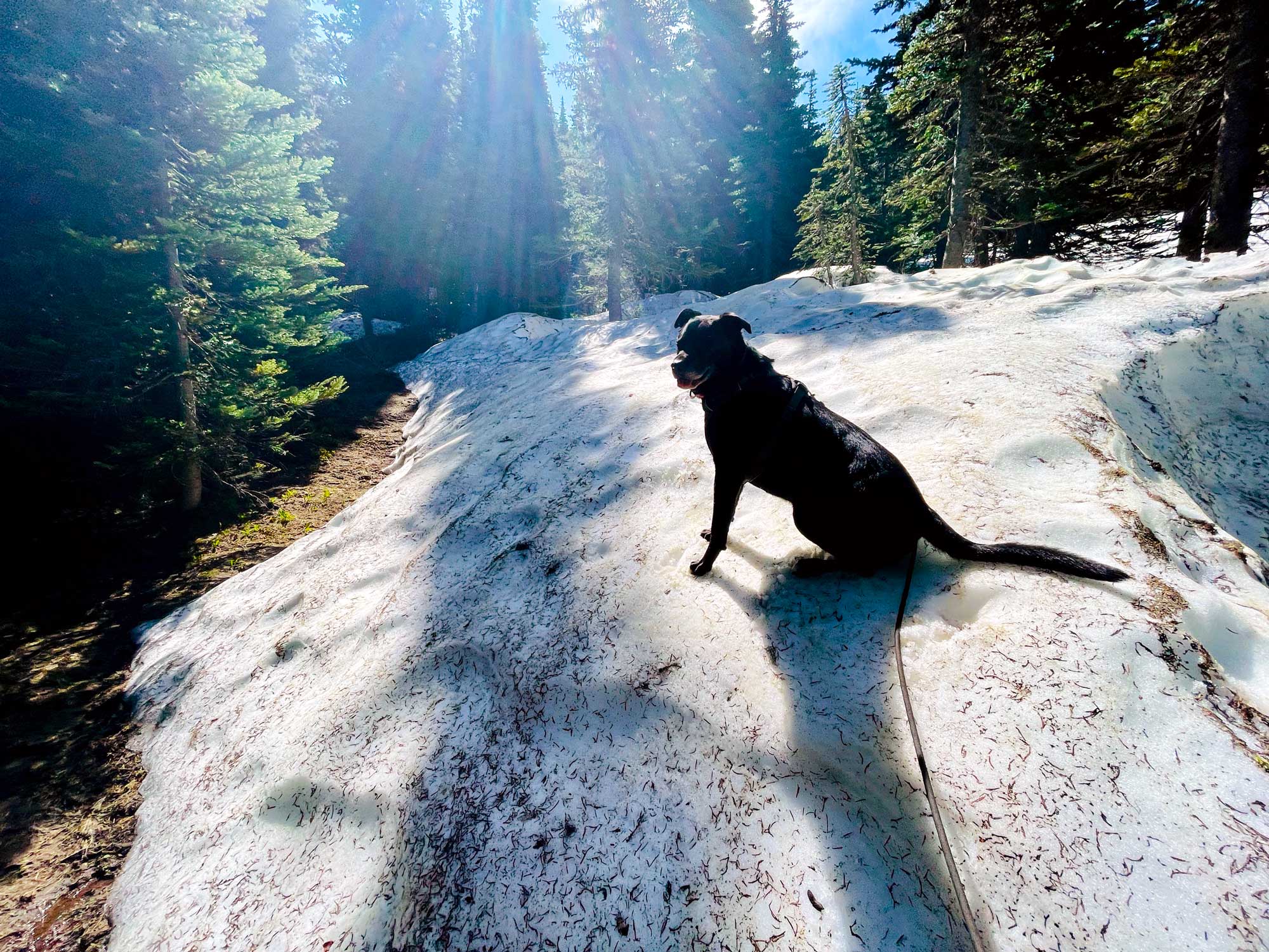 A black dog standing on a large snow bank with the sun streaming through the forest in the background