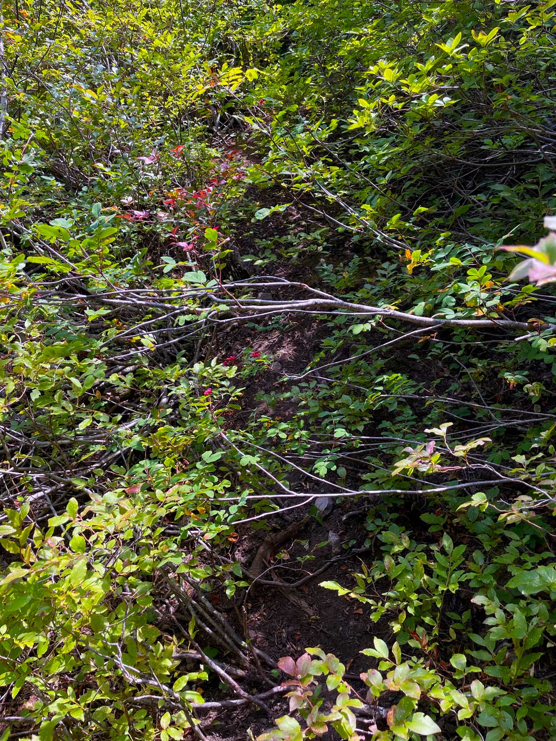 Overgrown brush covers a trail that can barely be seen among the brush
