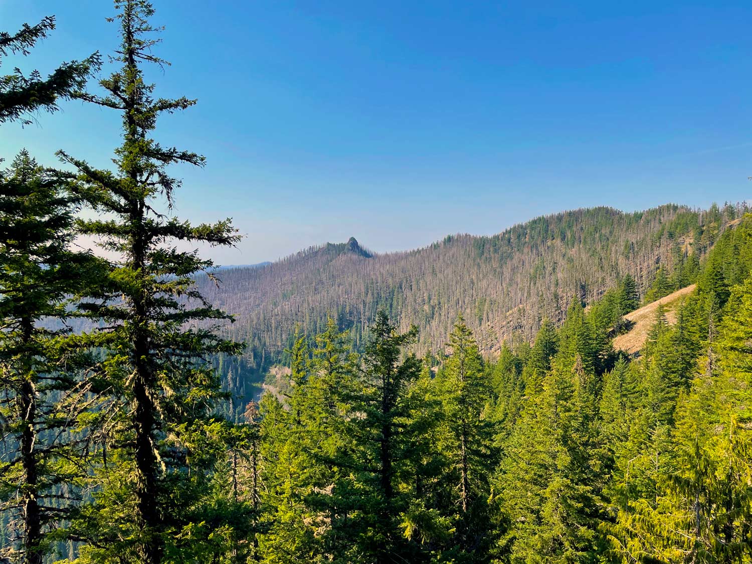 A sharp point rises from a ridge with trees in the foreground and along the slopes