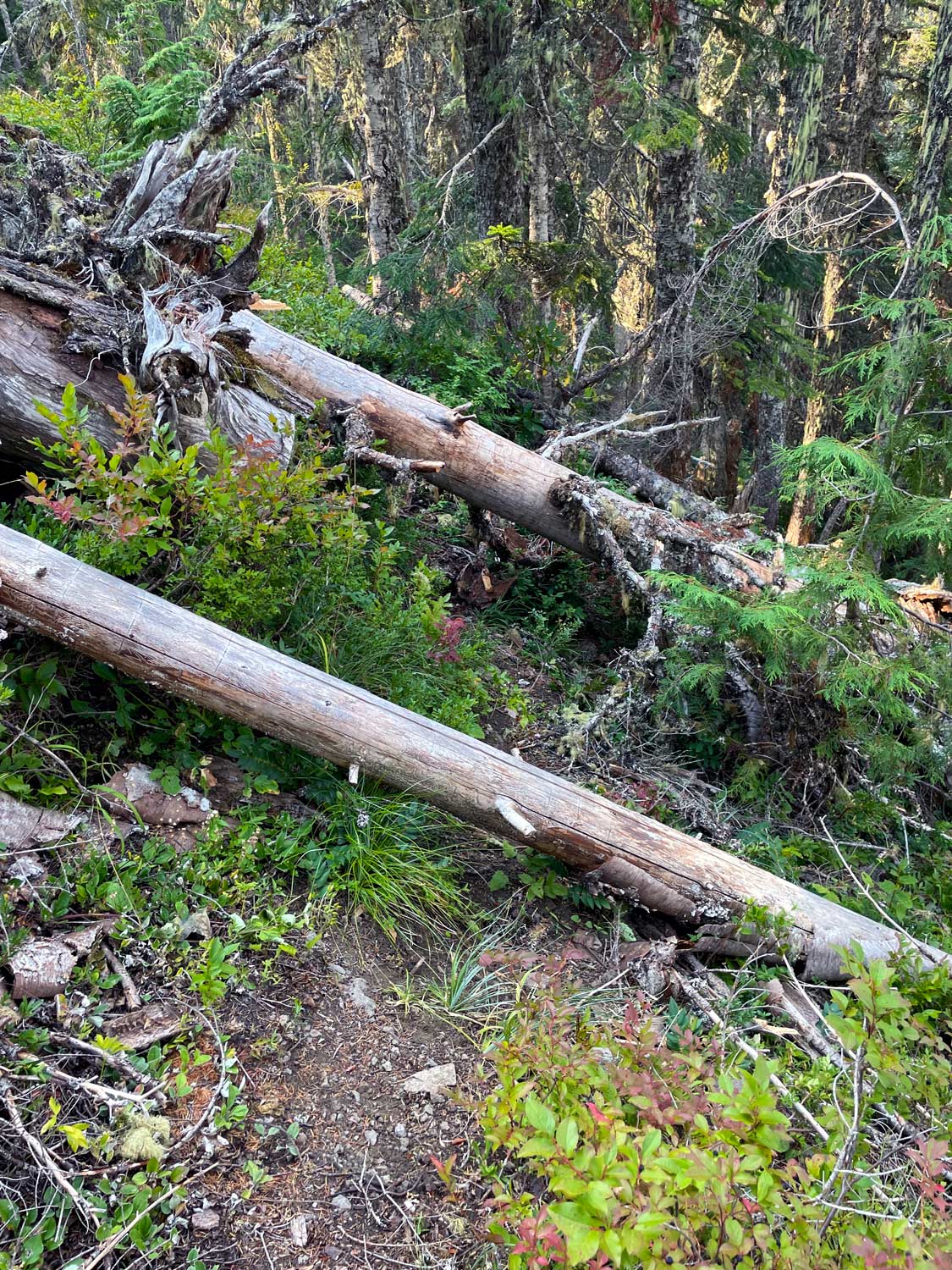 Angled logs from downed trees on a forested hillside