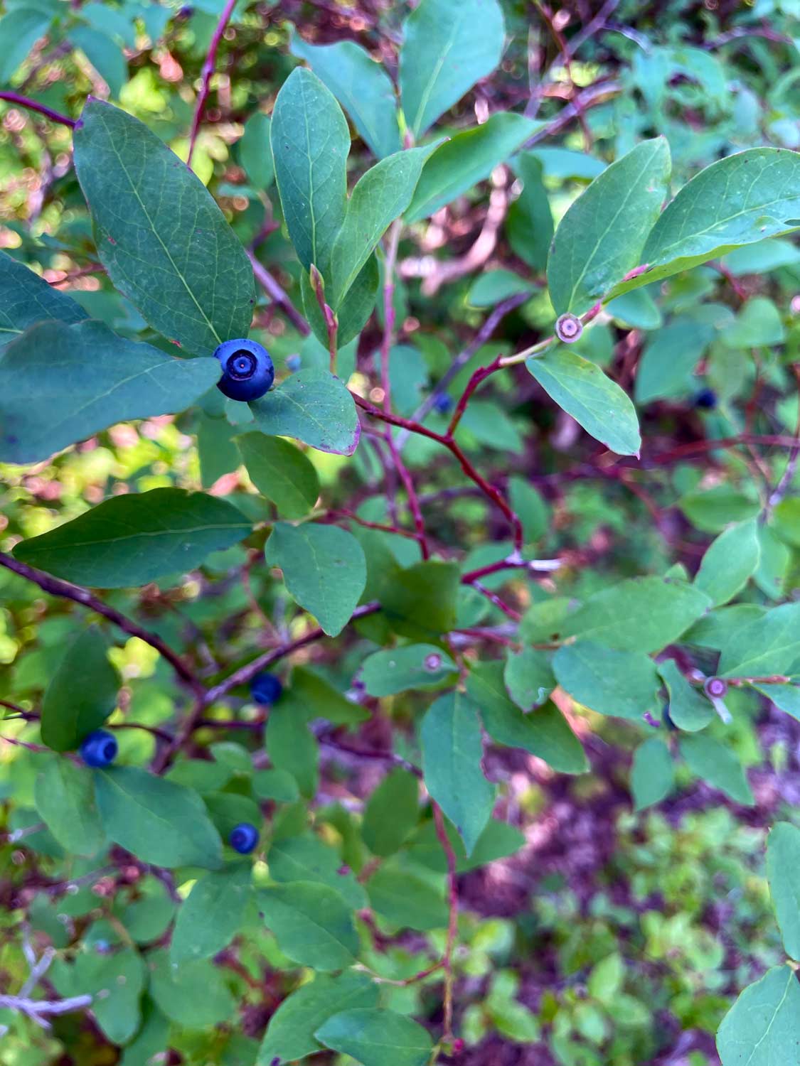 Blueberries growing on a bush with green leaves and dark red branches