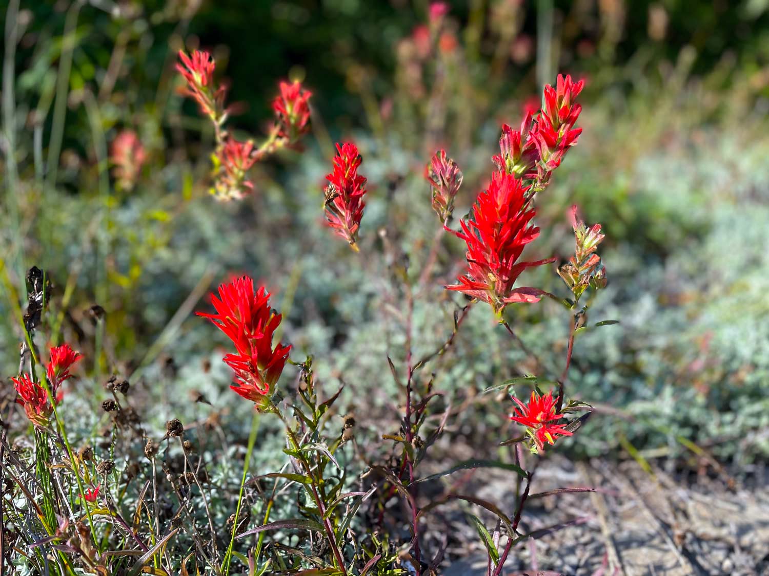 Bright red Indian Paintbrush flowers among green leaves and brown ground
