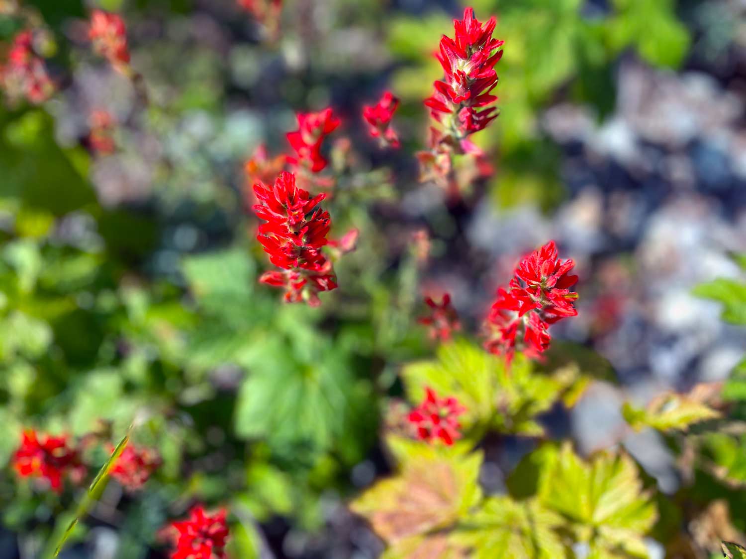 Bright red Indian Paintbrush among green leaves