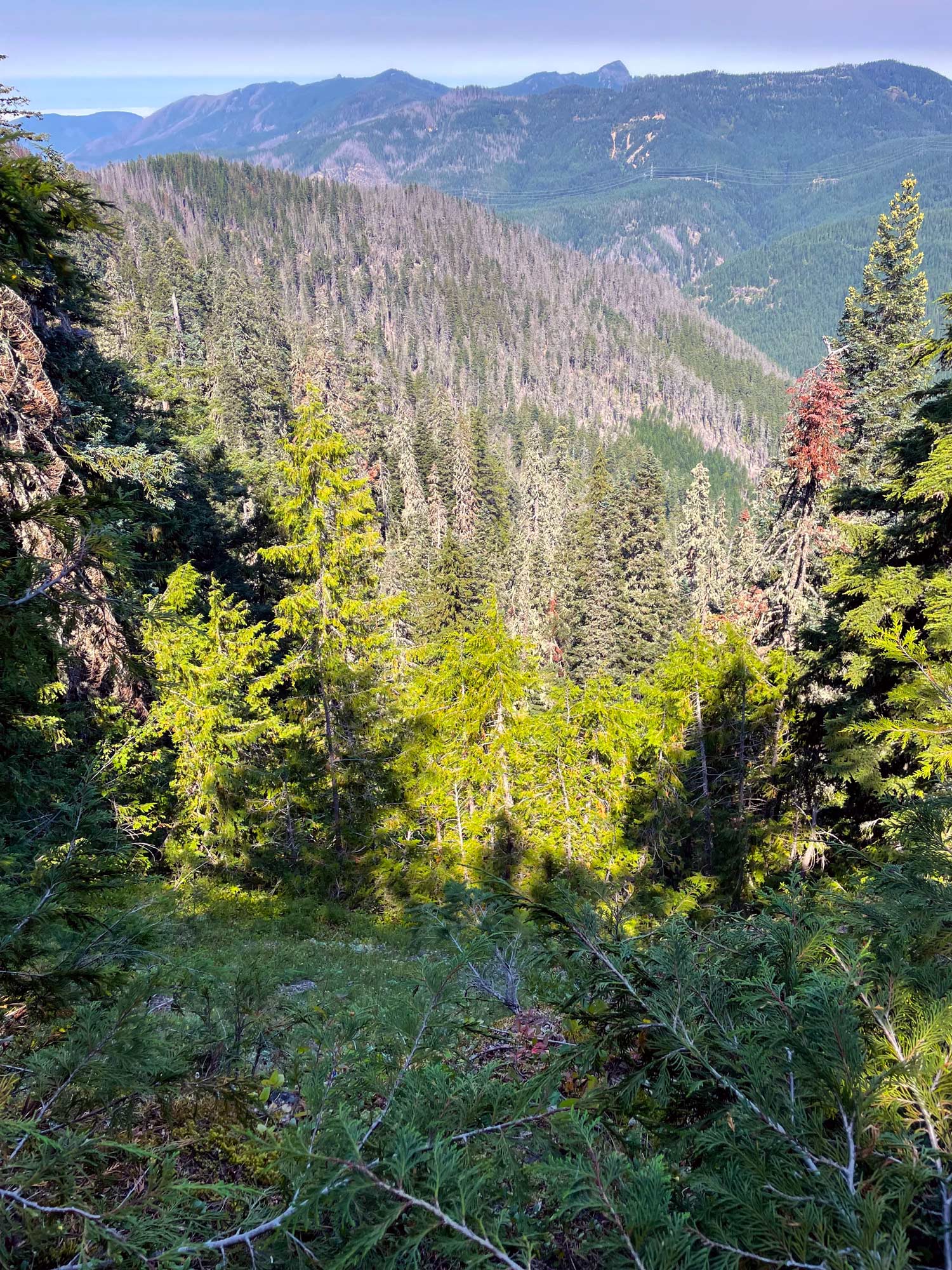 Ridges and forest from a high point
