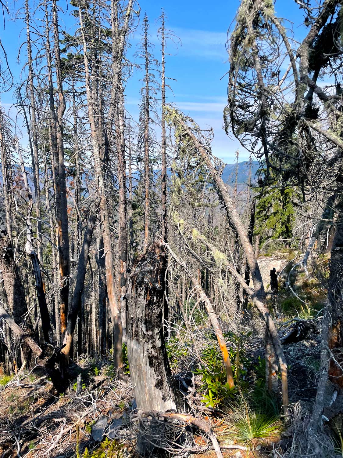 Several dead trees and snags twisted and branching