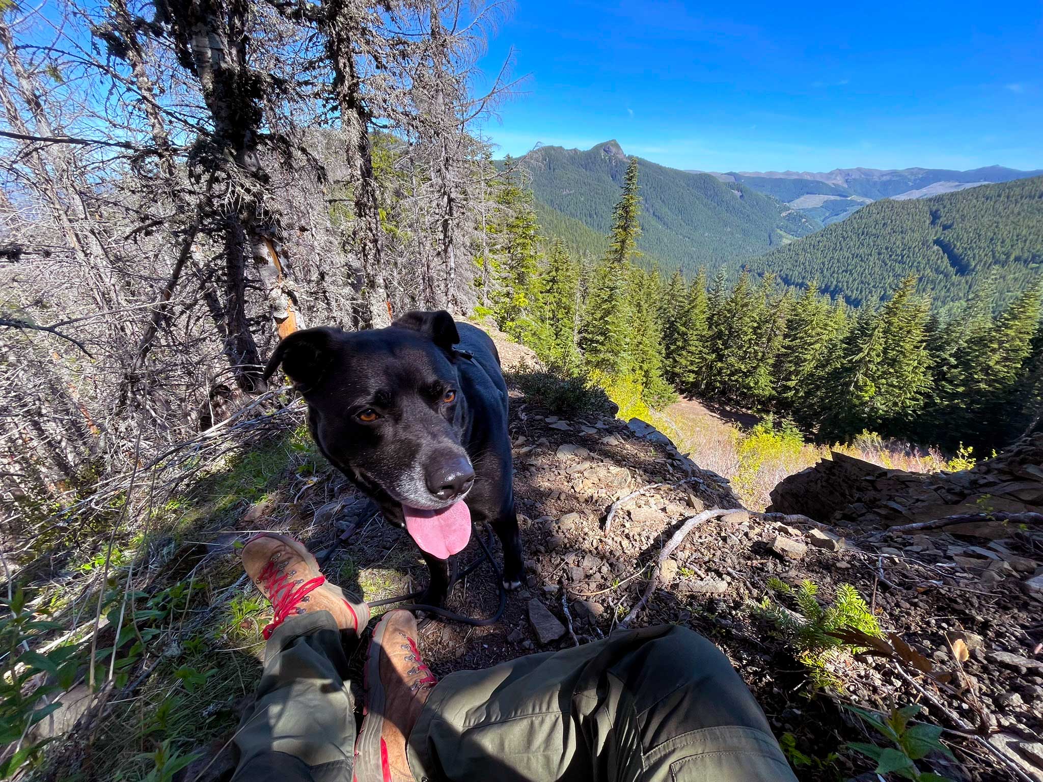 A black dog panting on a rocky ridge with boots and green pants in the foreground, with green conifer trees to the right side with hills and peaks in the background, and grey burned trees to the left
