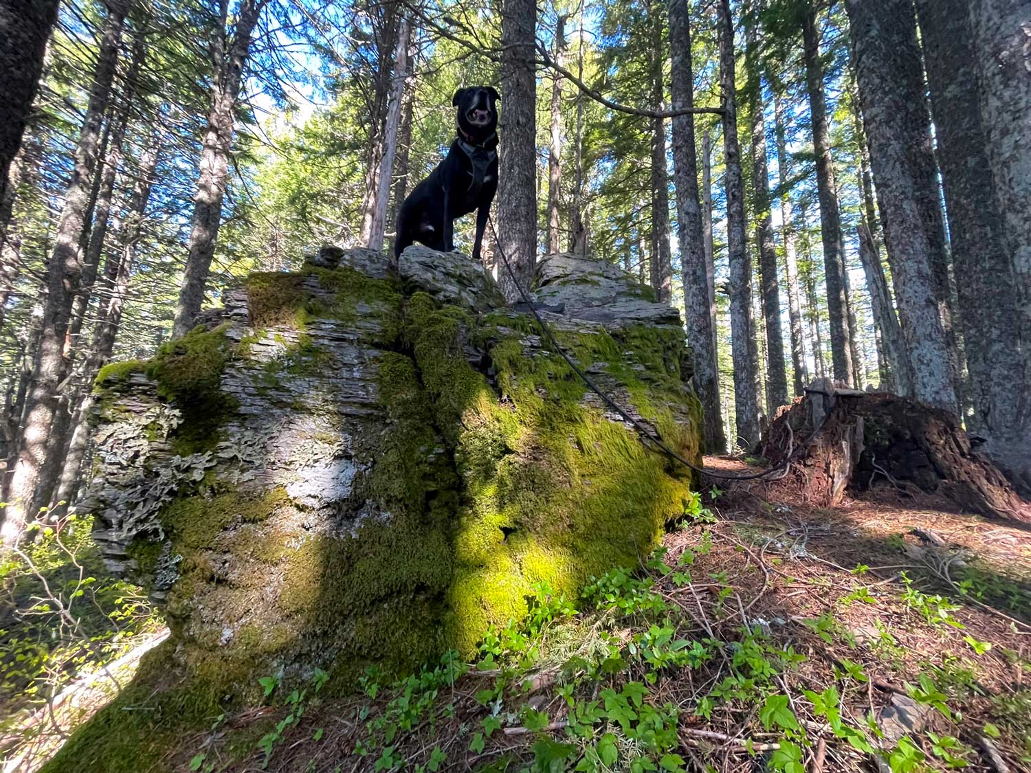 A black dog stands on a large boulder in the forest