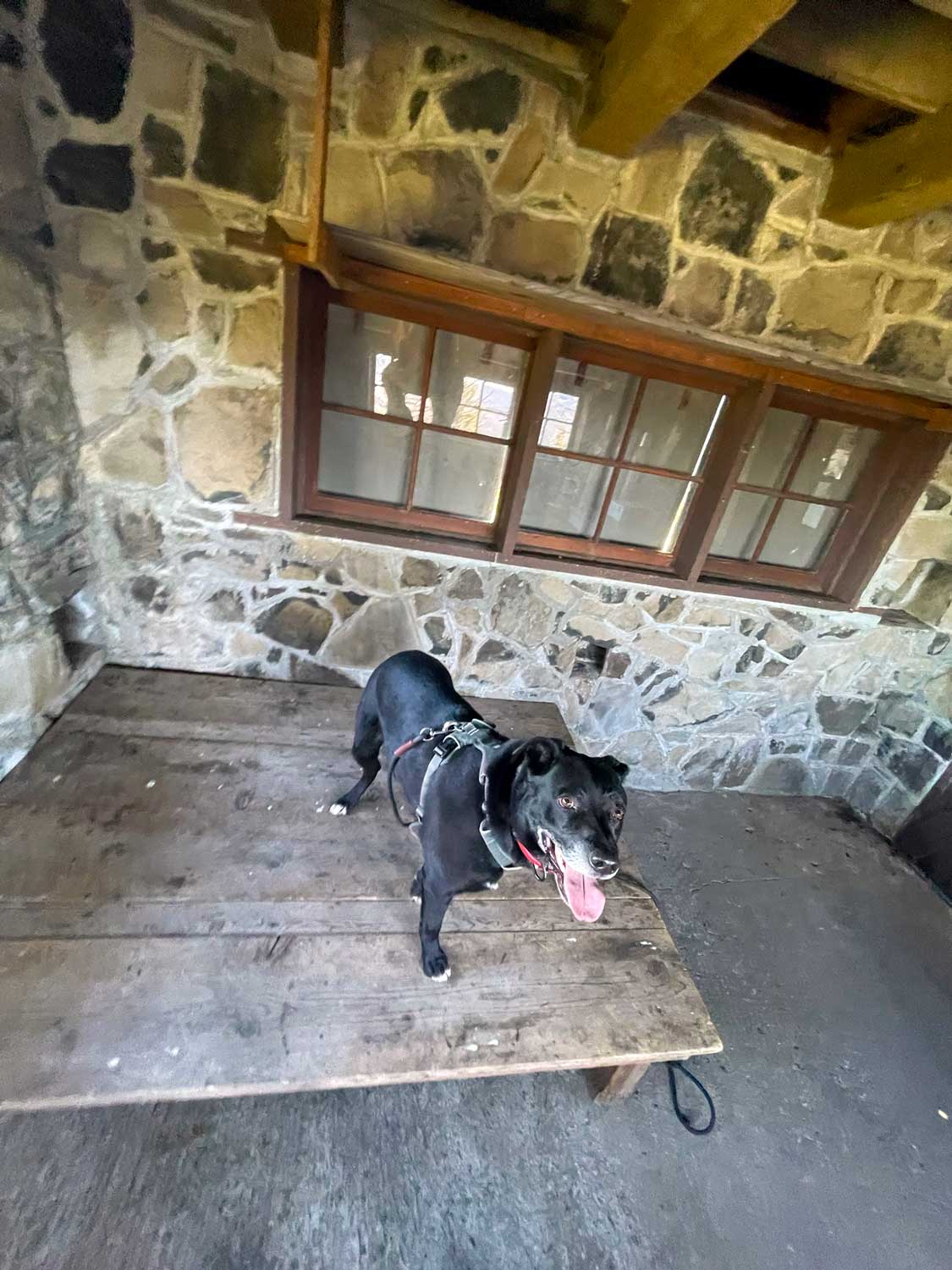A panting black dog stands on a wooden platform in a stone building with windows covered on the outside with board