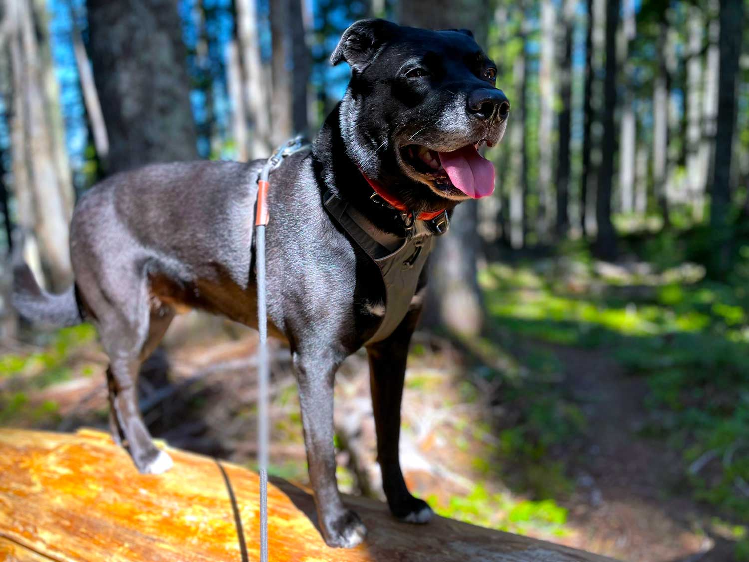A panting black dog stands on a log in the forest