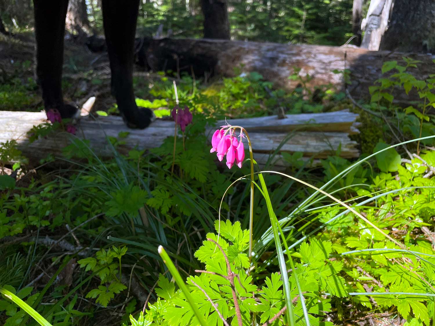 Black dog legs and paws stand on a fallen log with bright green foliage and pink flowers in the foreground