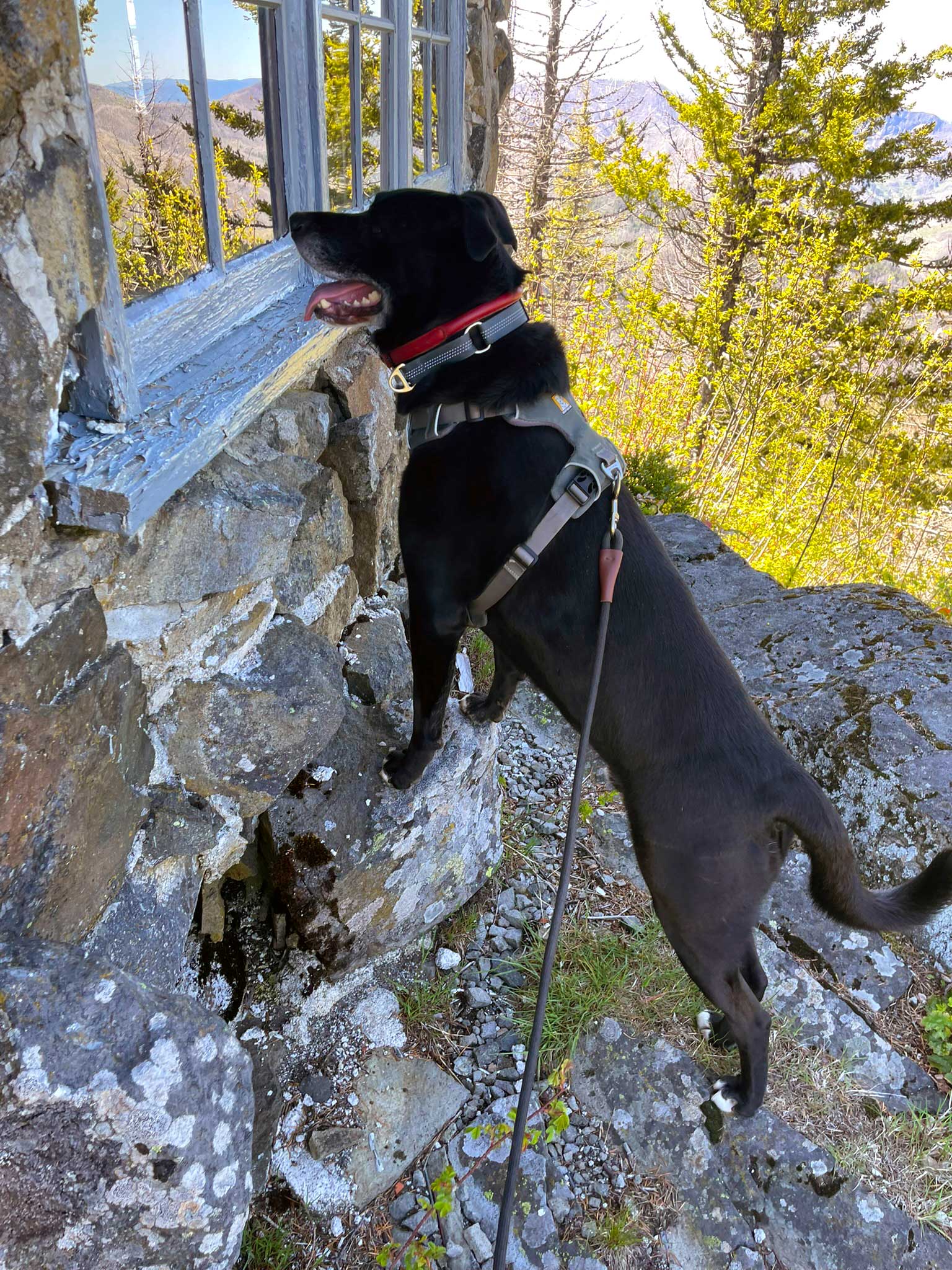 A black dog perched on a stone looking into a window with blue framing along a stone building with green trees in the background