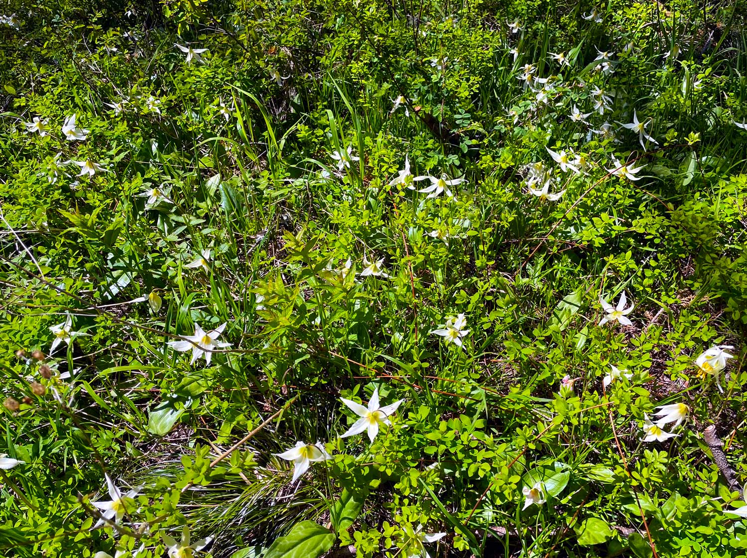 Several white and yellow flowers among green foliage on the forest floor