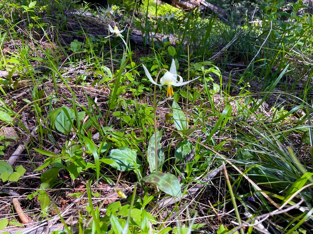 Green foliage on the forest floor with a white flower hanging upside down from the stem with long, white petals and yellow stamens