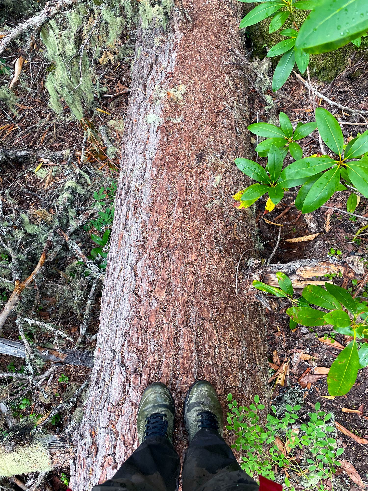 Shoes of a hiker on a log surrounded by green plants