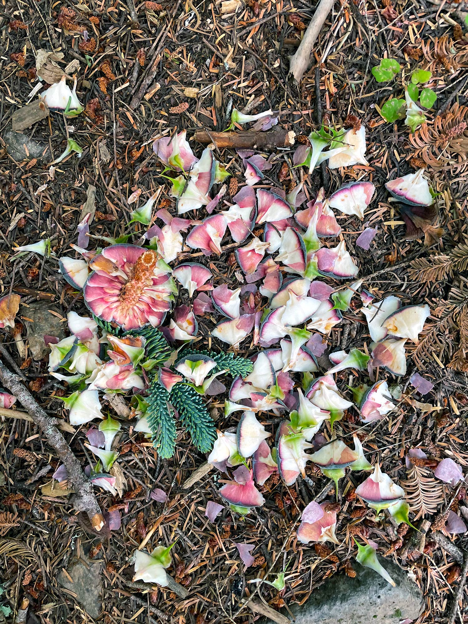 The red and white pointy seeds of a green Noble Fir cone broken apart on the ground
