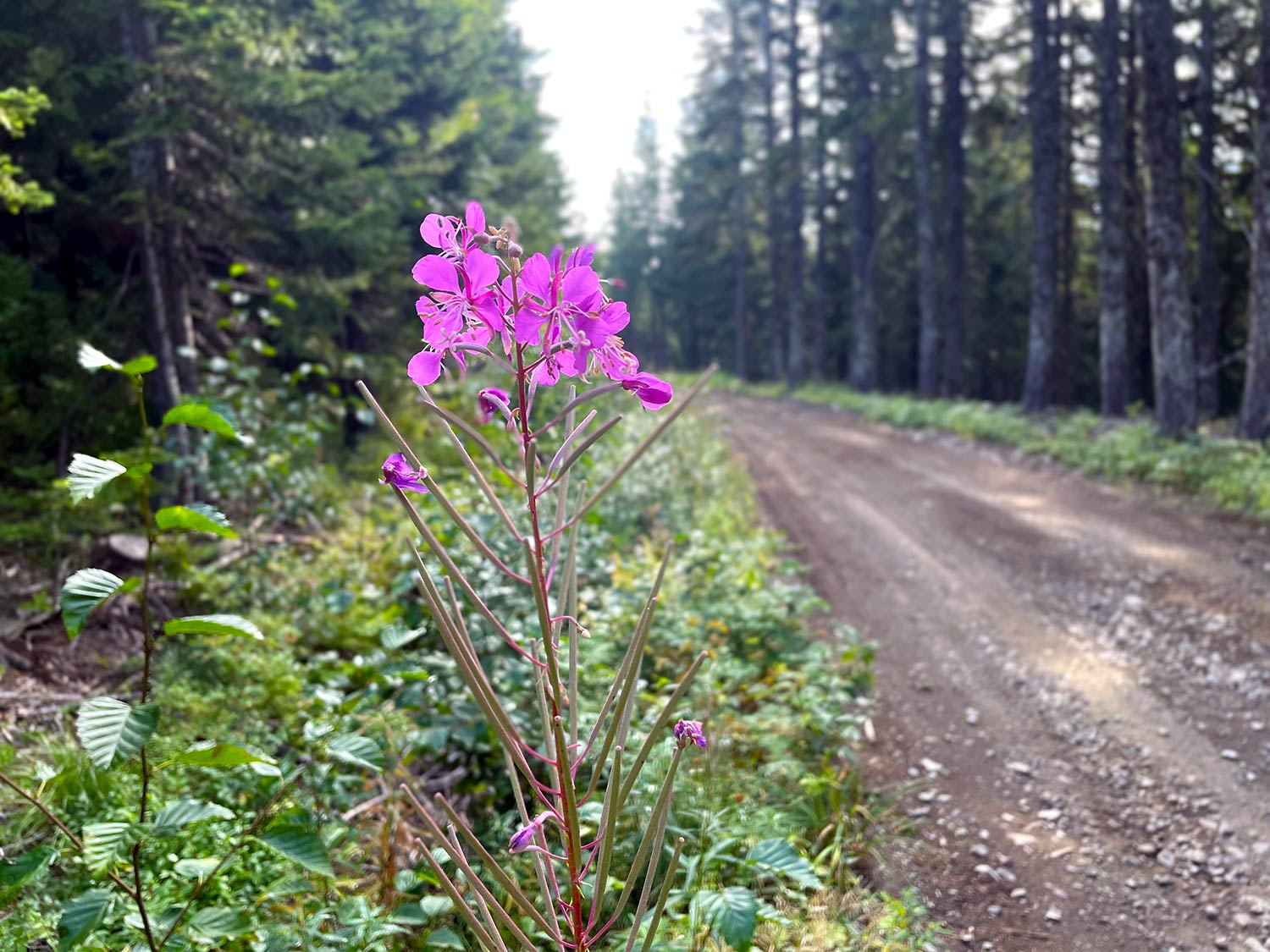 A pink fireweed with trees and shrubs along a dirt road