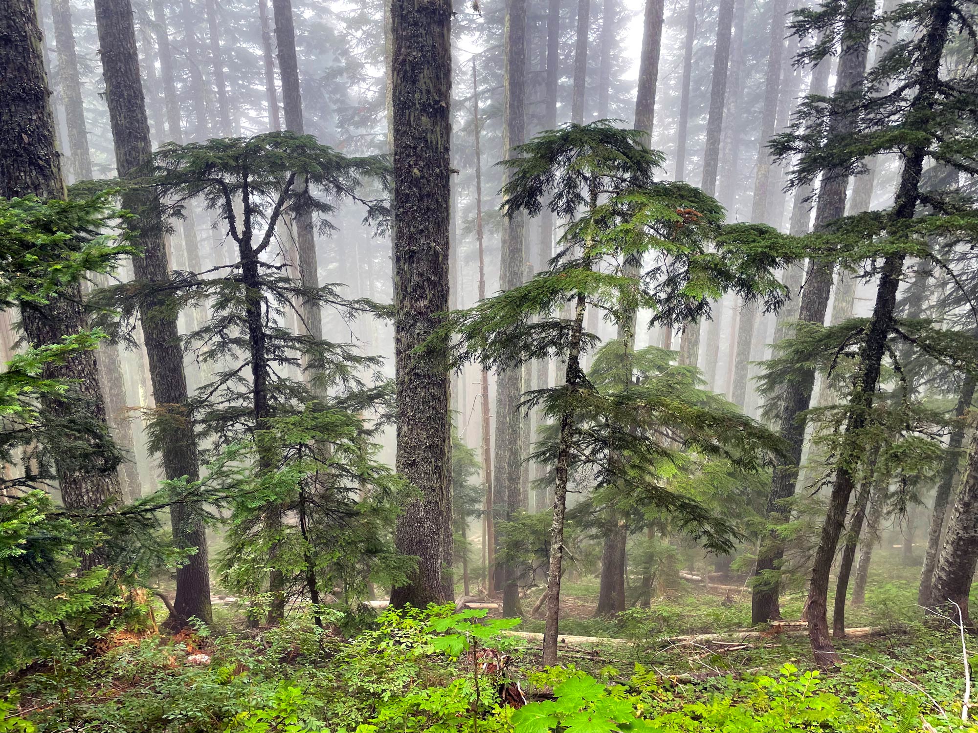 A forest of trees with mist and sun shining sporadically on trees
