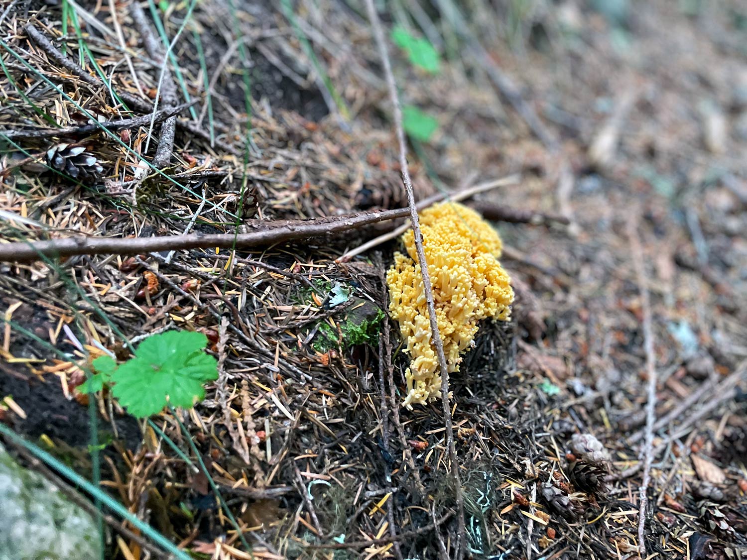 A yellow, floral-looking mushroom on the ground with twigs and plants