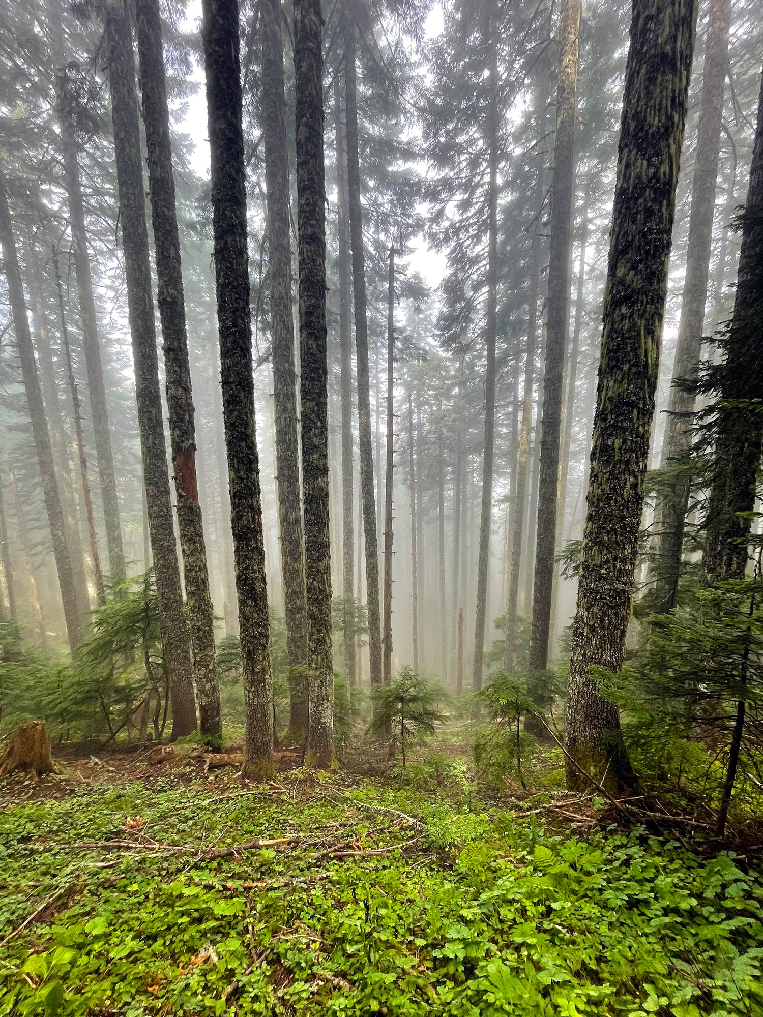 Mist among large trees with green ground cover