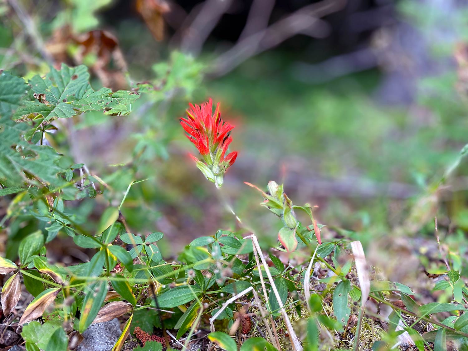 A red Indian Paintbrush among leaves and branches
