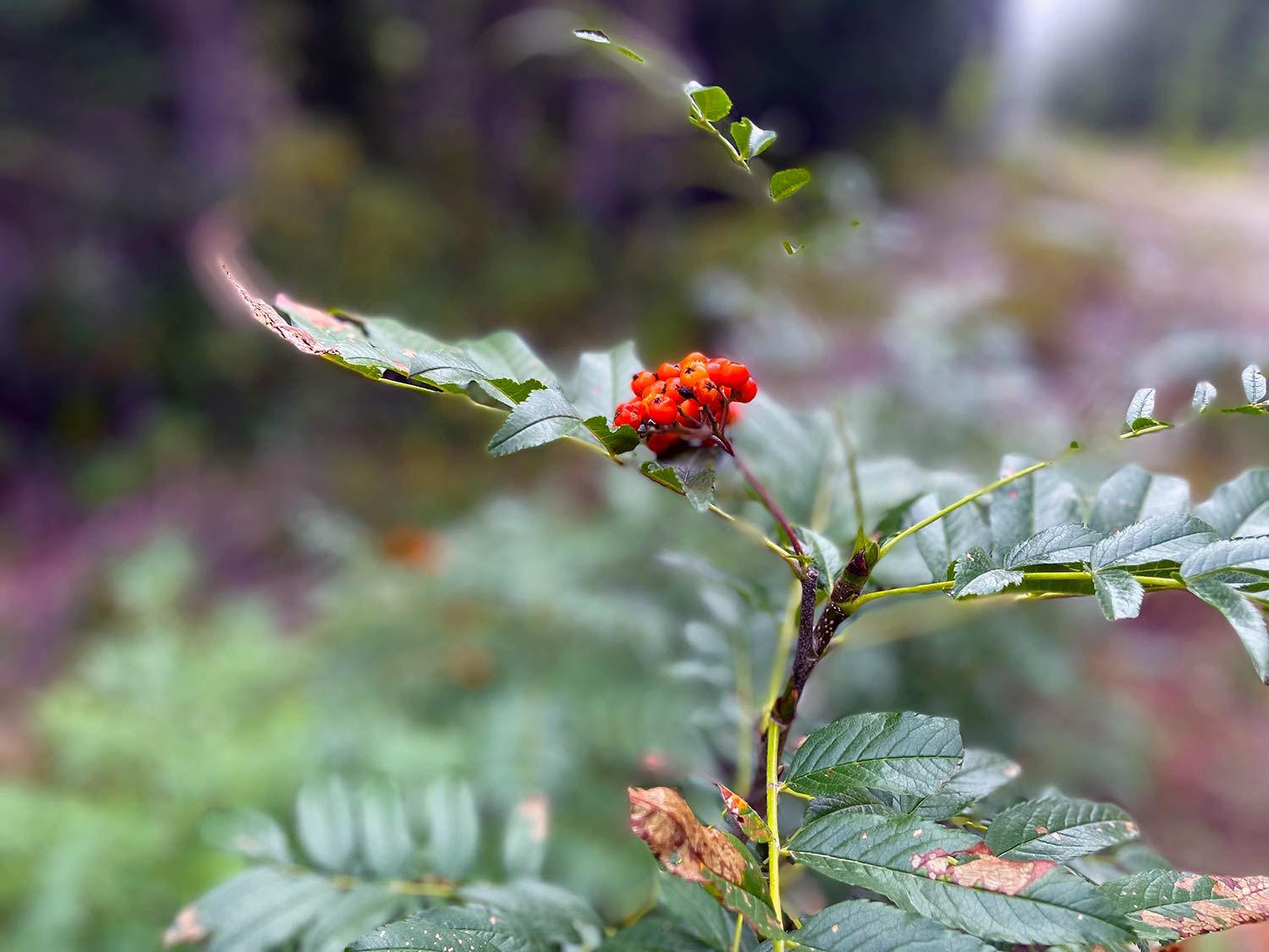 Orange berries of a Mountain Ash with green leaves