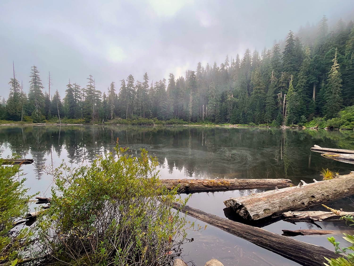 A lake with logs in in the foreground of the lake with mist in the air and forest lining the shore