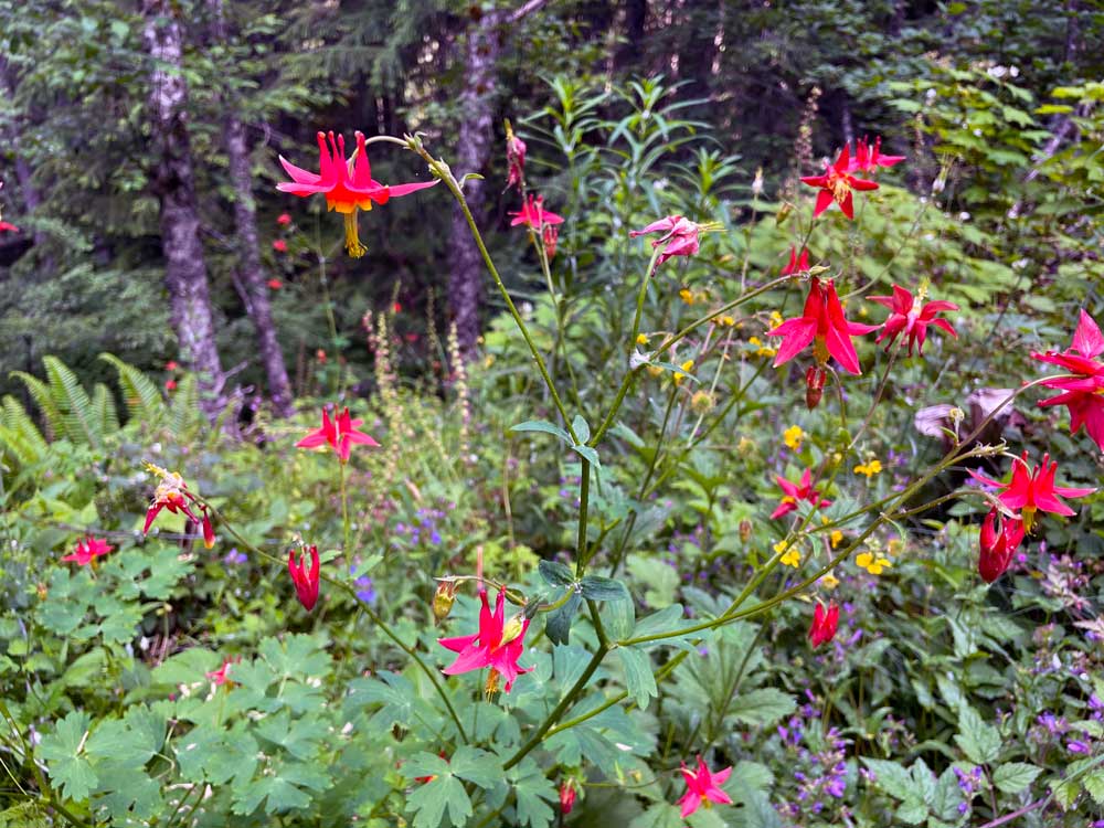 Red and yellow flowers, Columbine, and green leaves with tree trunks in the background