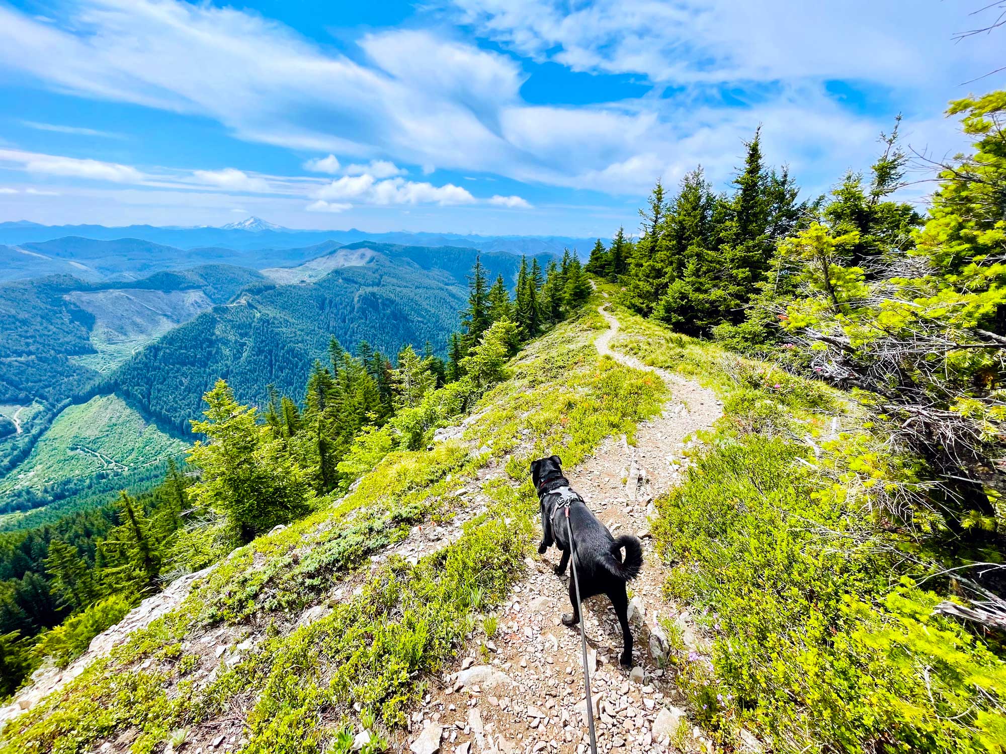 A black dog on a high trail lined by green brush and trees with mountains and hills under a blue sky in the background