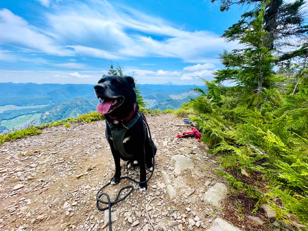 A black dog with his tongue out sits on rocky trail with tree limbs on one side and a cliff and hills in the background on the other side