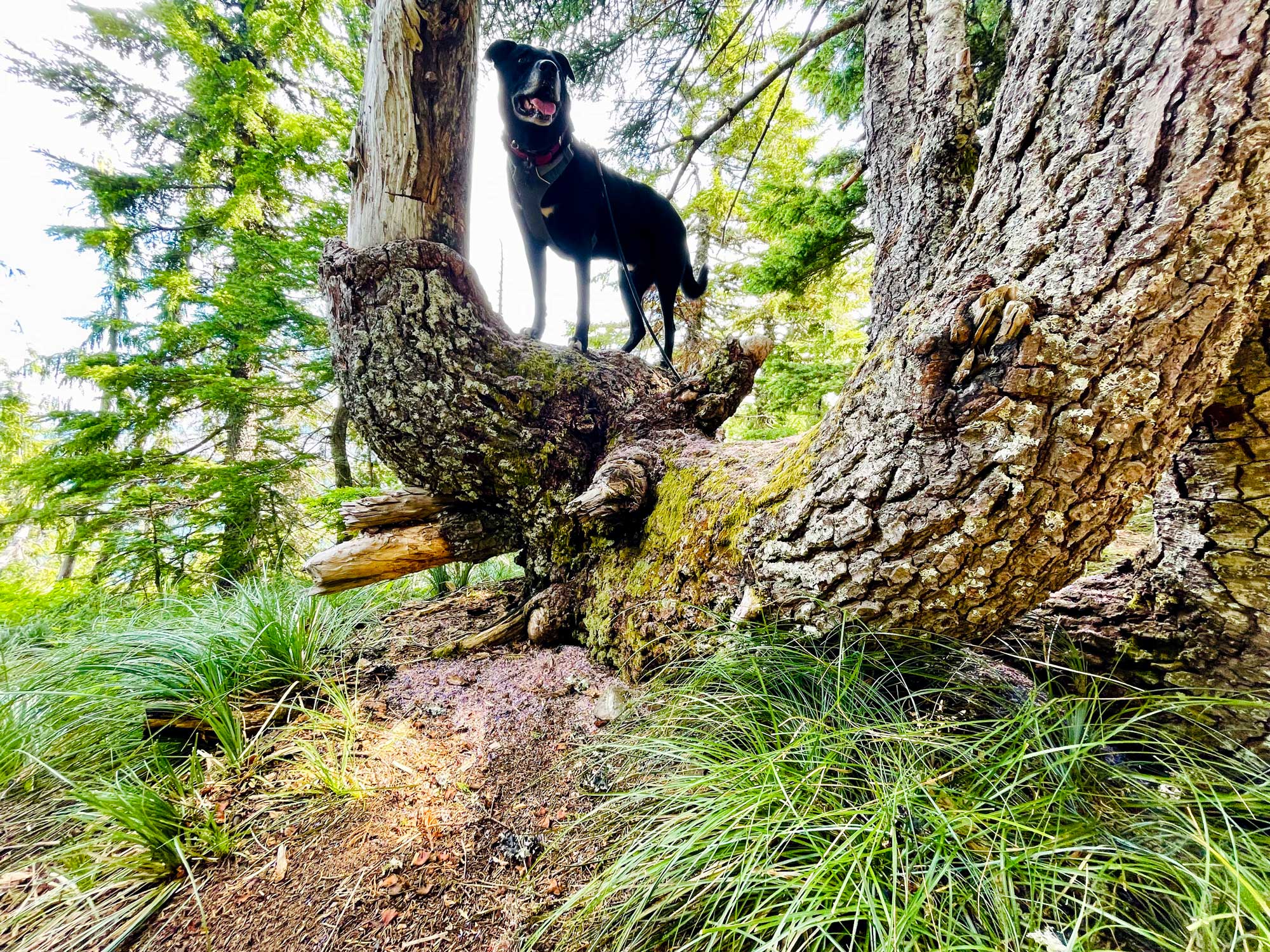 A black dog stands on a tree limb with green trees and grass in the foreground