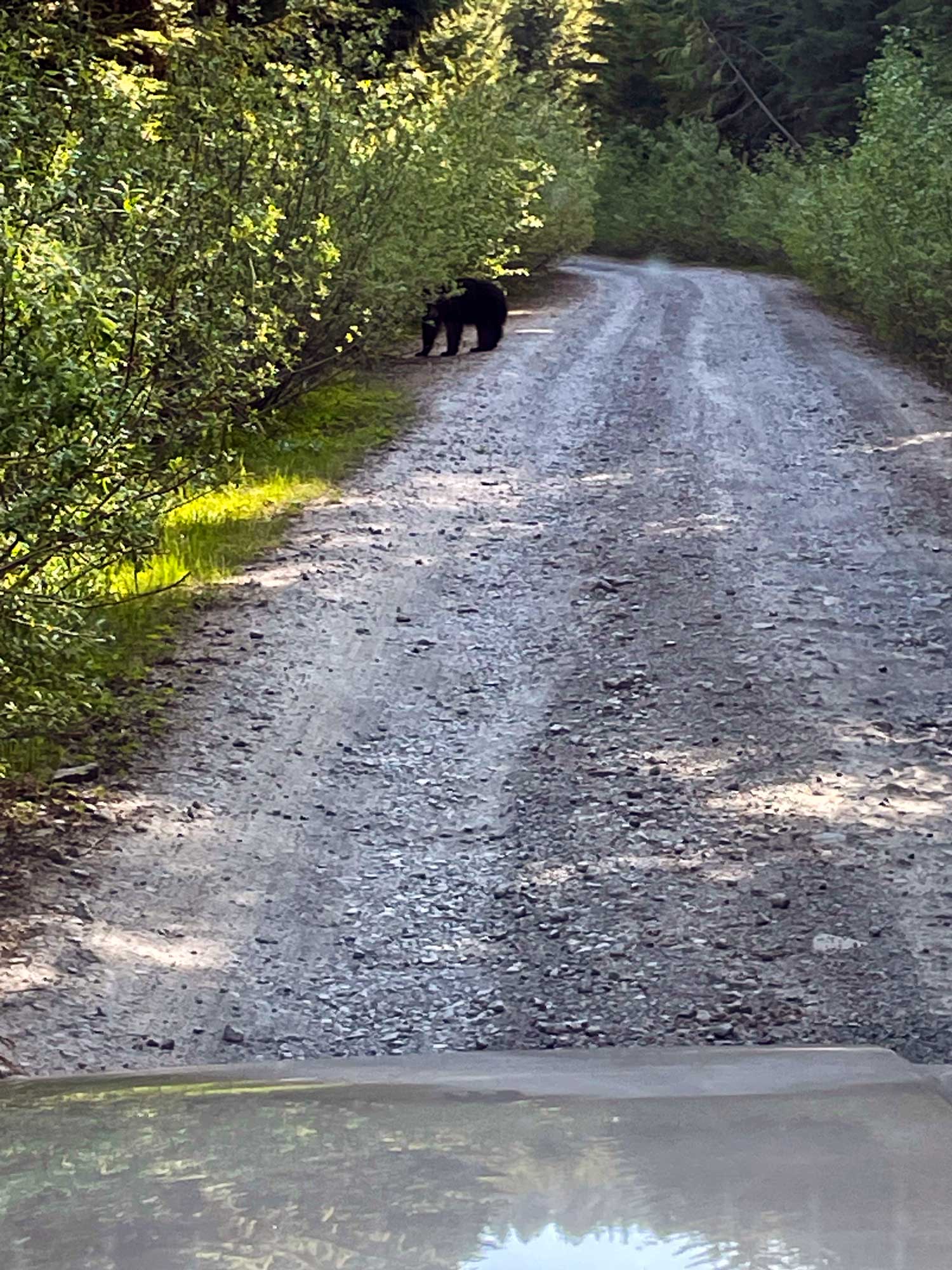 A brush lined gravel road with a black bear tucked into the bushes on the left side