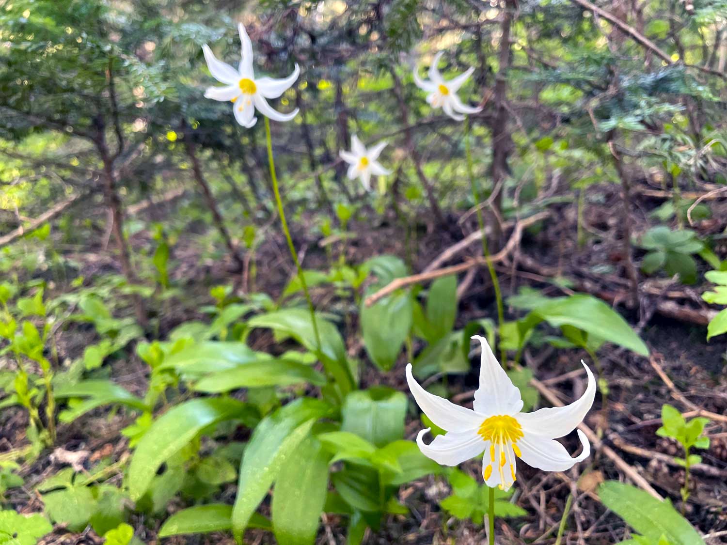 White flowers with yellow stamen with green leaves and ground in the background