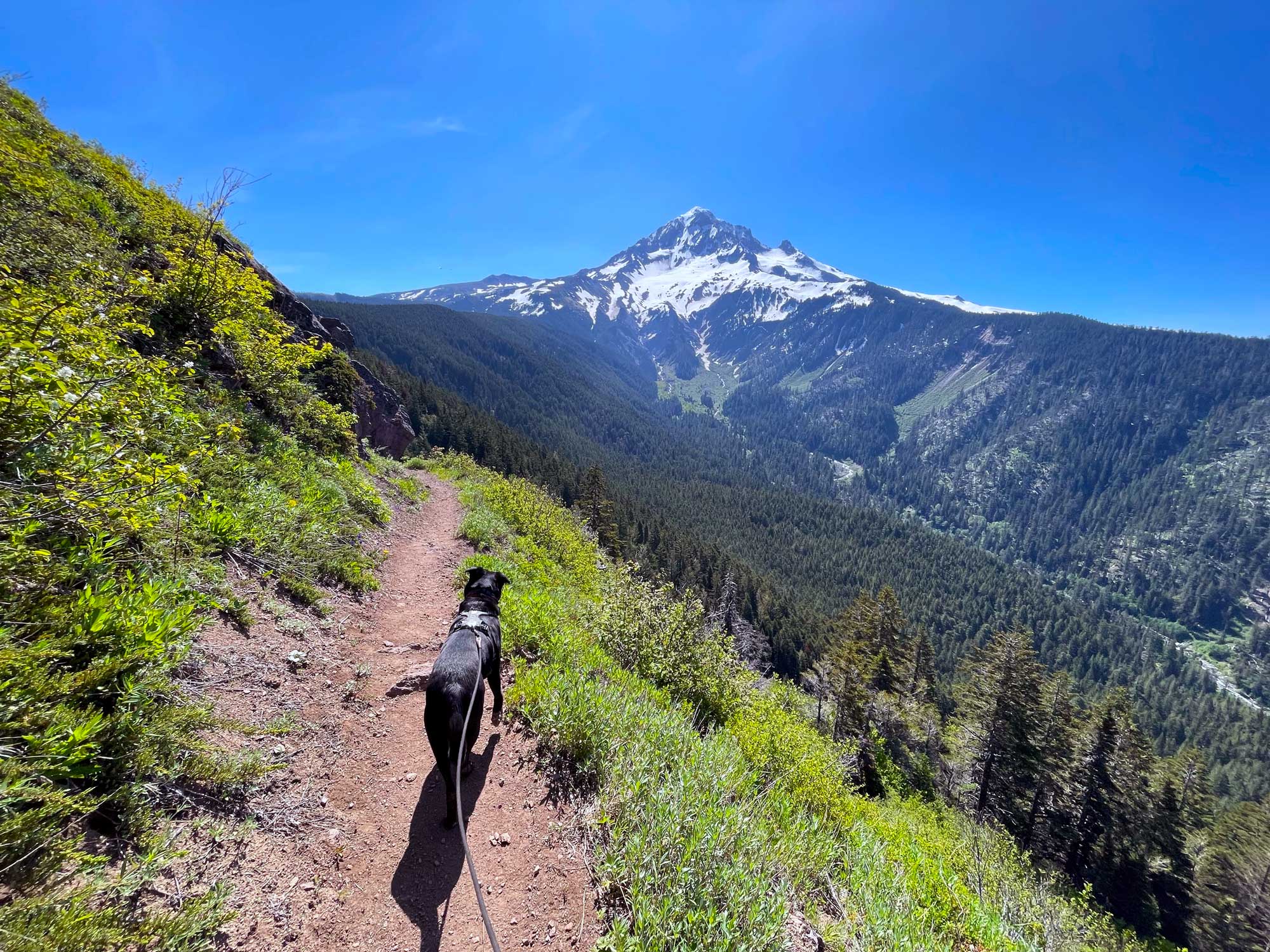A black dog on a trail with steep banks on each side and a large snow capped mountain in the background under a blue cloudless sky
