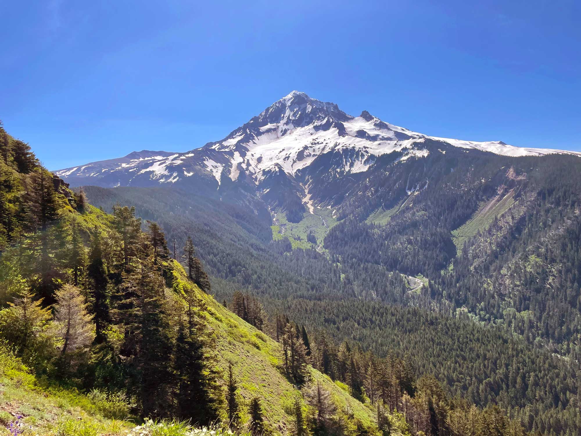 A large snow capped mountain with trees lining the ridges and conifer trees in the foreground