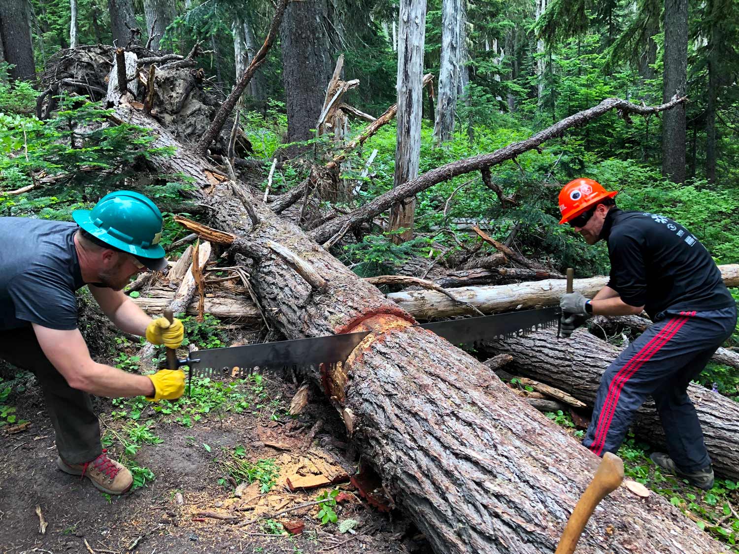 Two people in hardhats, one green and one orange, use a crosscut saw to cut through a large log