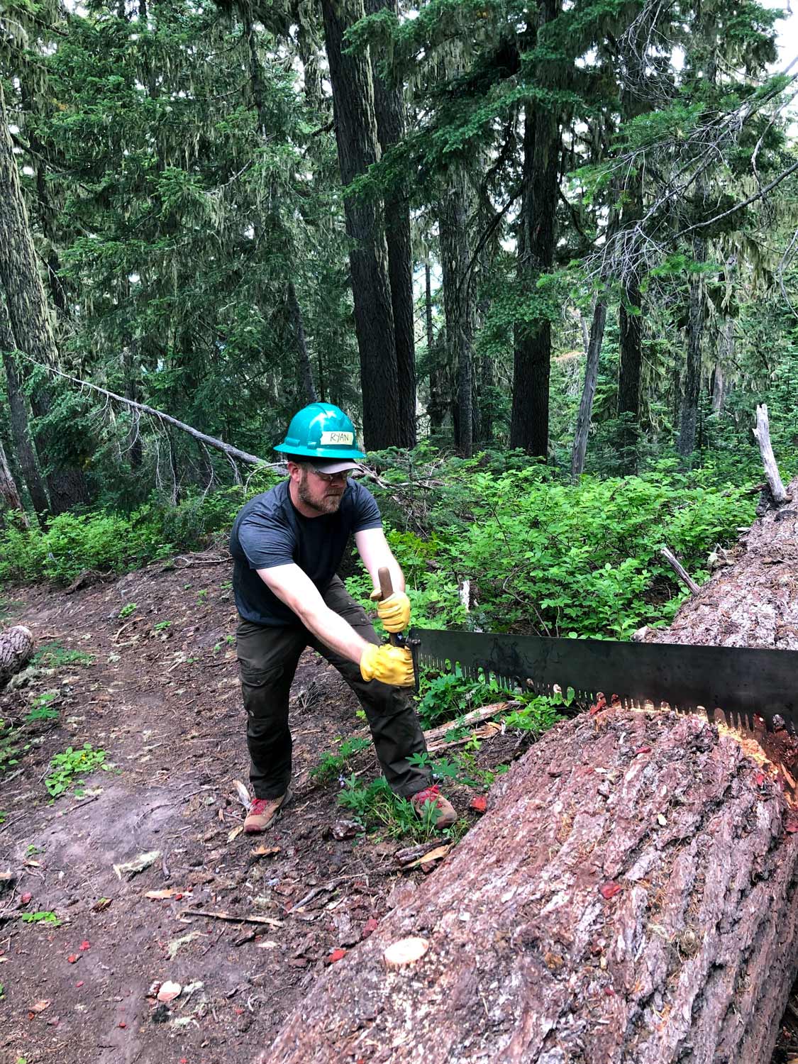 A man in a green hardhat uses a crosscut saw to cut through a large log