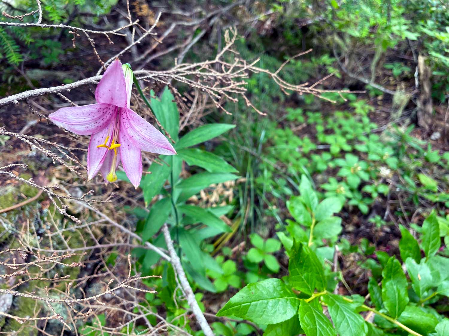 A pink flower with yellow stamen with green leaves and dry branches