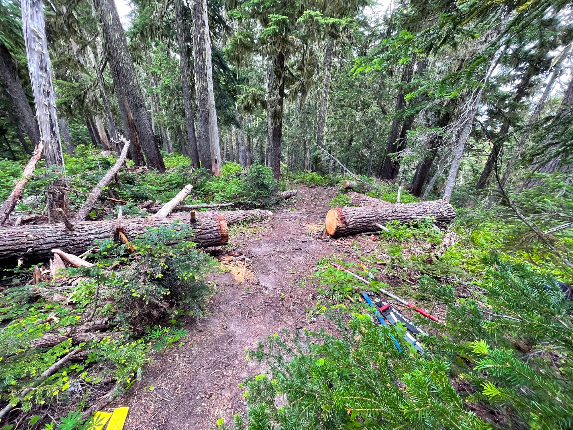 A downed log with a section cut out in the forest, with tools in the brush along a trail