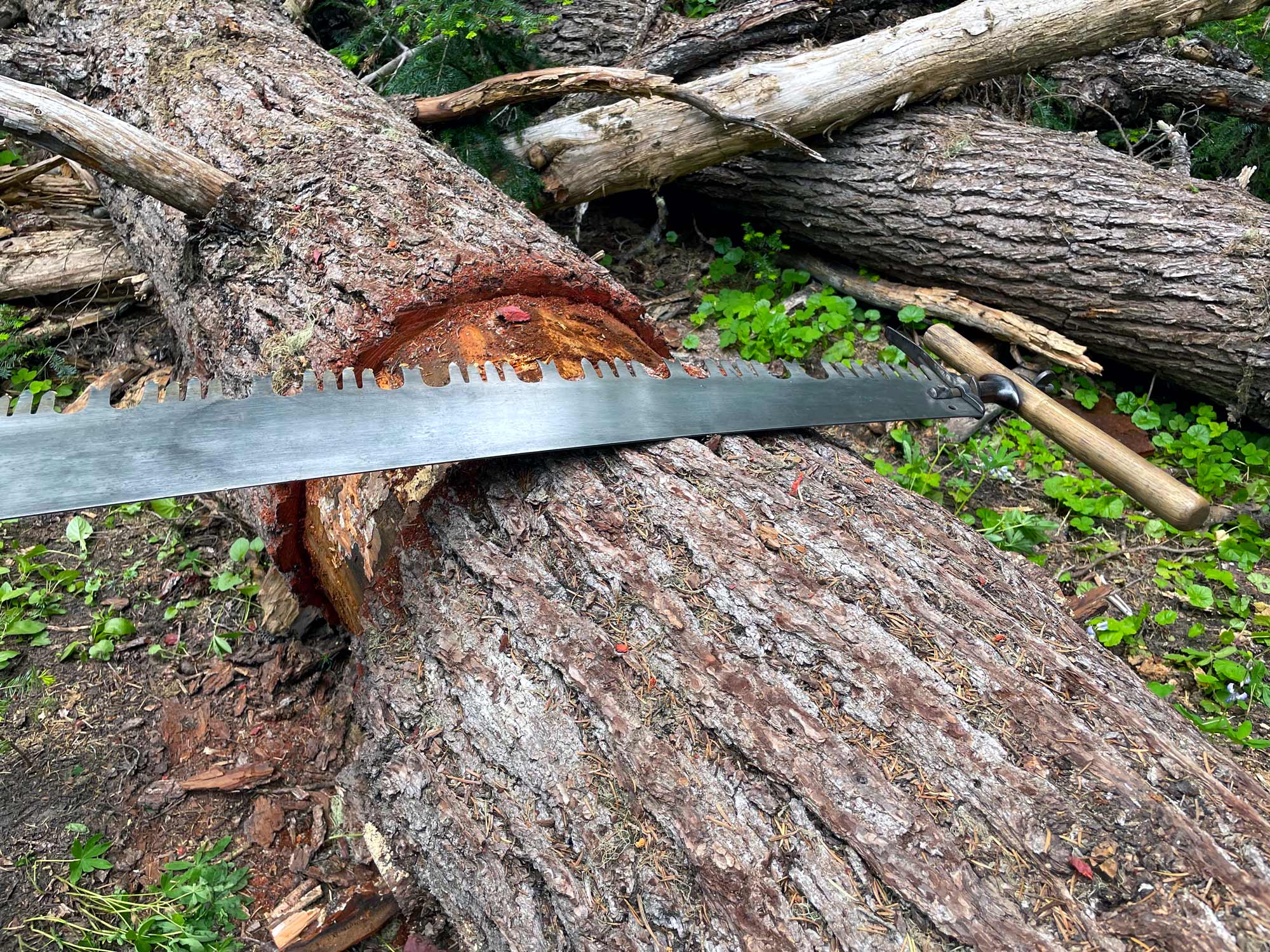 A crosscut saw lays on top of a large log with a section of bark cut away