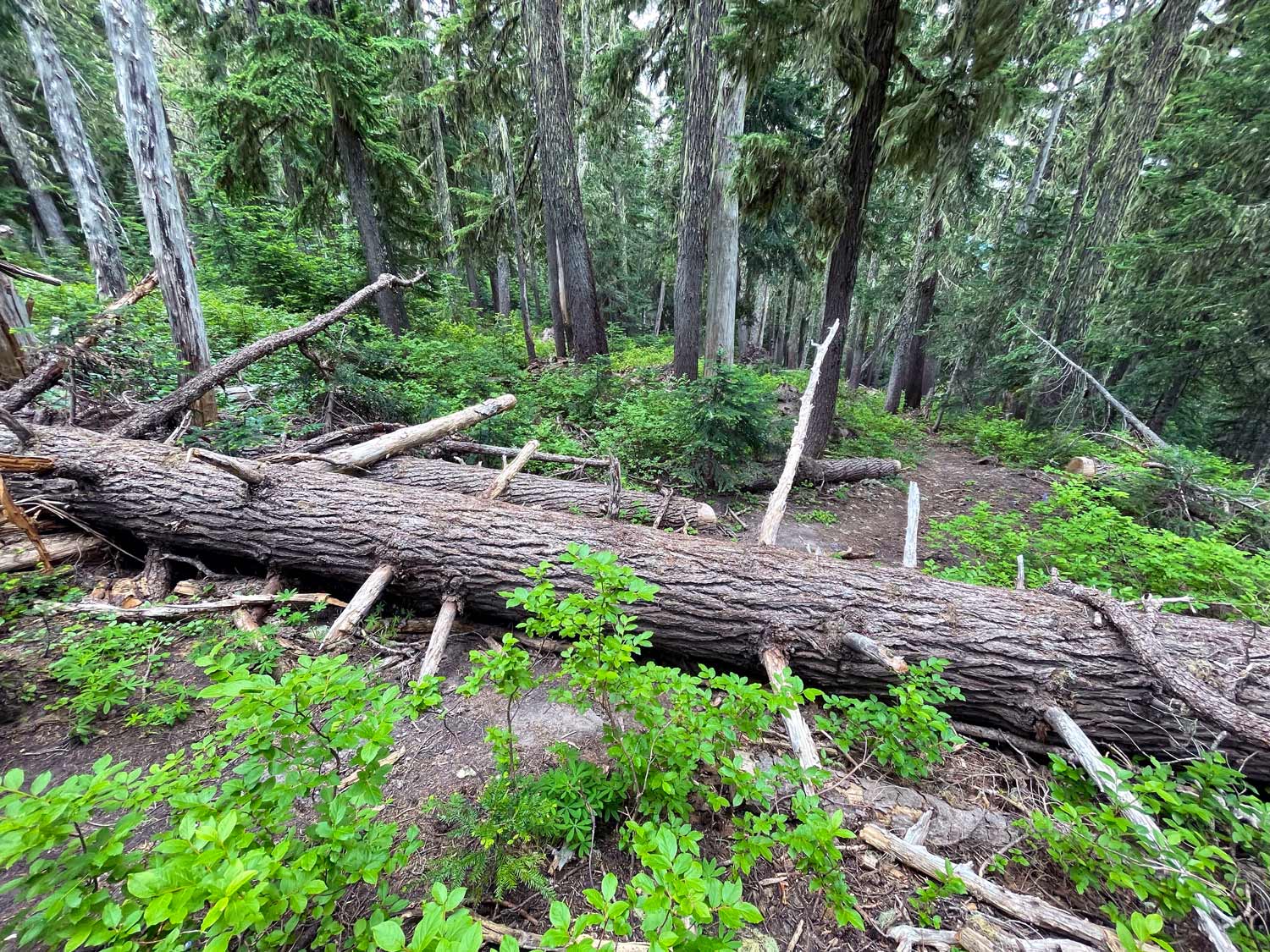 A large log on the ground across a trail in the forest with green shrubs in the foreground