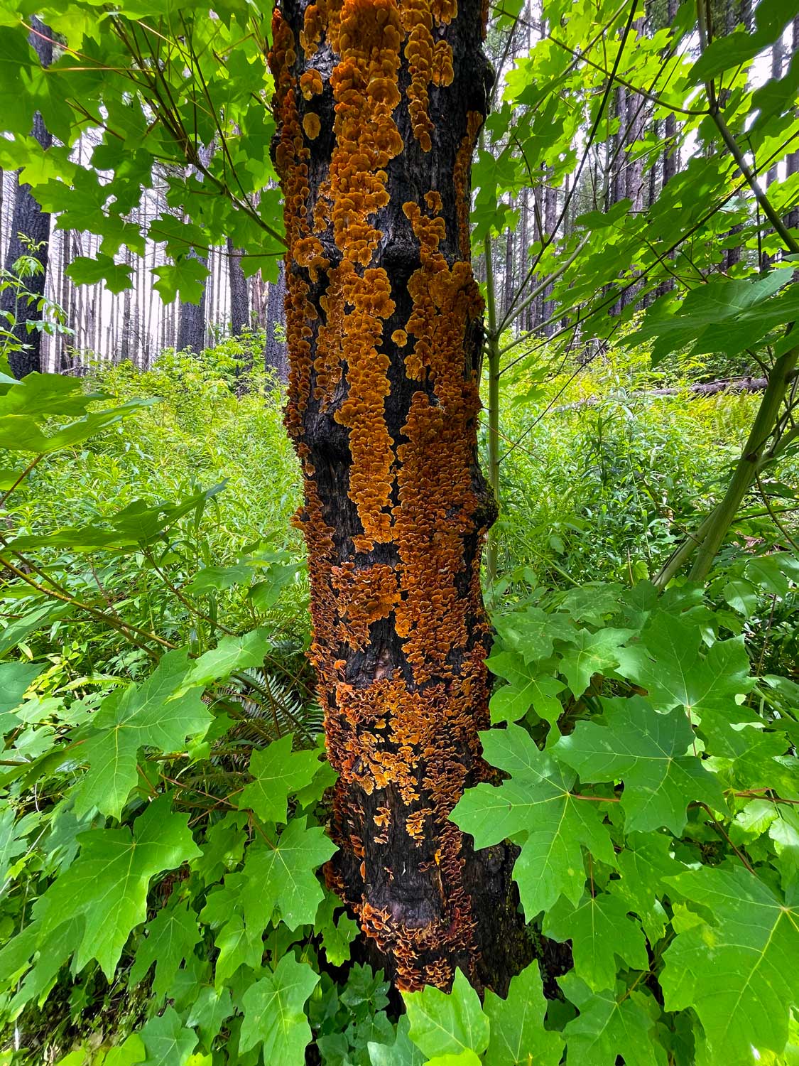 A black, burned tree with orange fungus growing all over it with green leaves surrounding