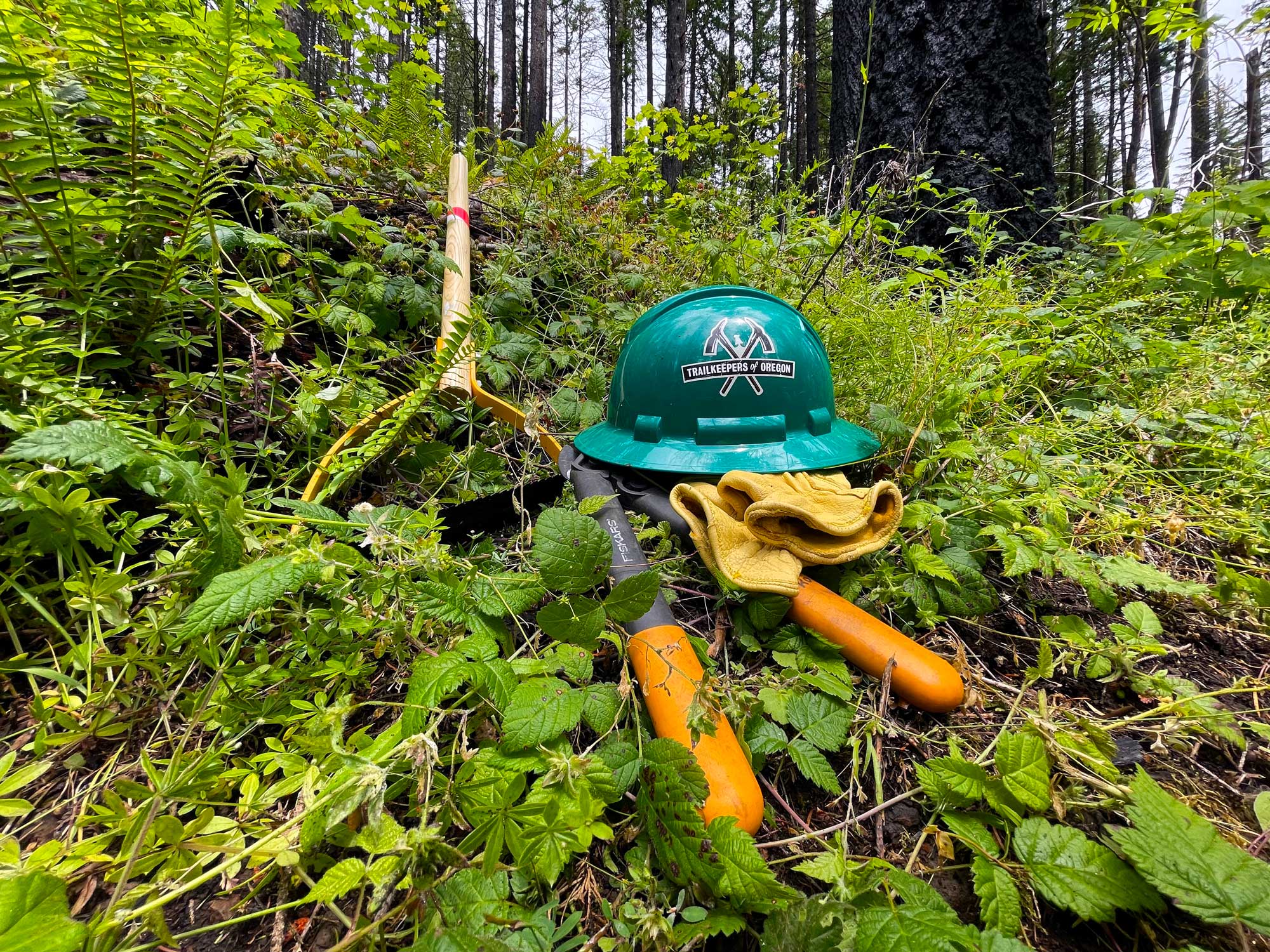 Tools, gloves, and a green hardhat with two adze tools and the words Trailkeepers of Oregon on it on the ground amid leaves, vines, brush, and black trees