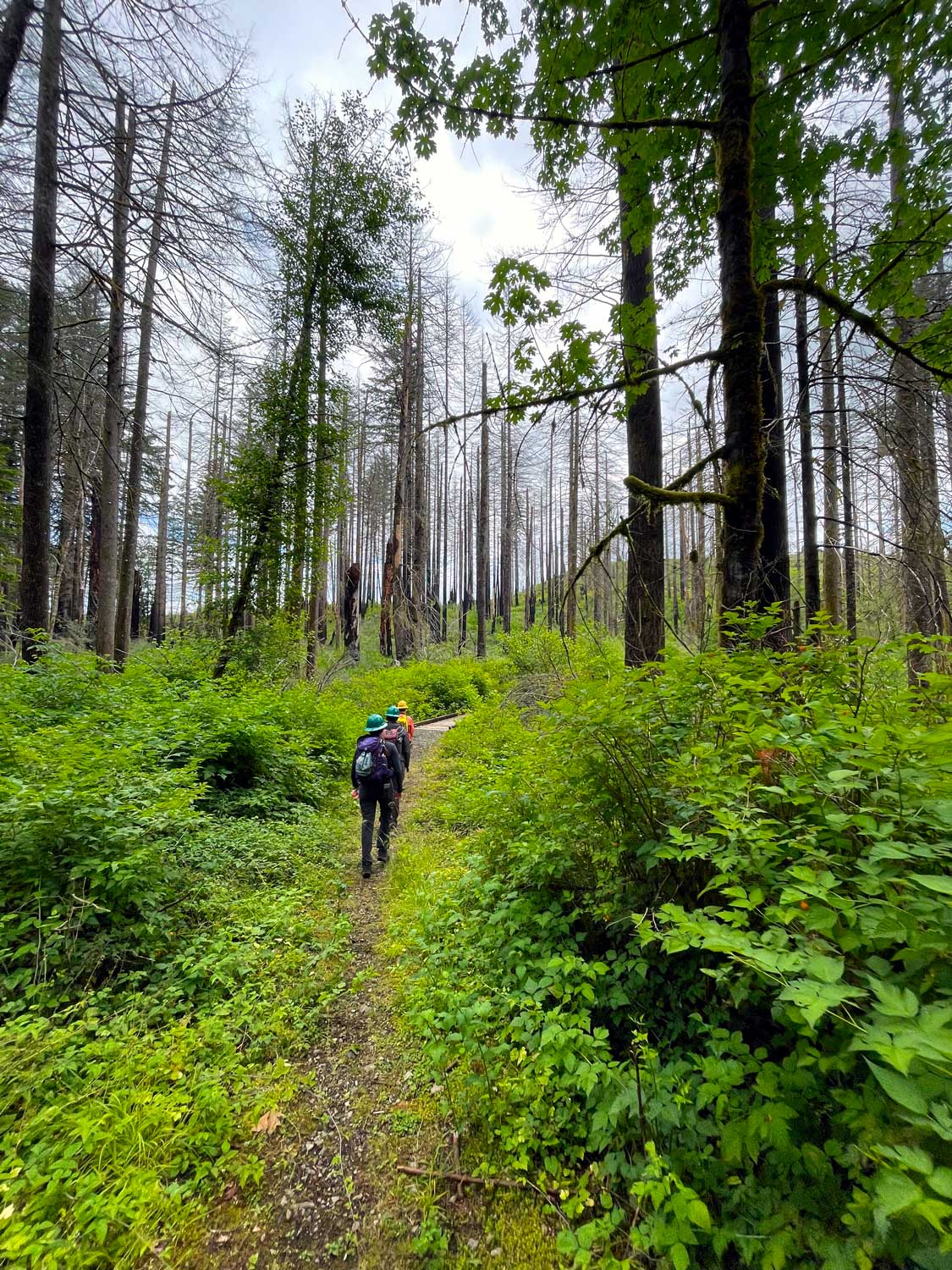 People wearing hardhats walk a trail among burned and blackened trees with green shrubs on each side of the trail