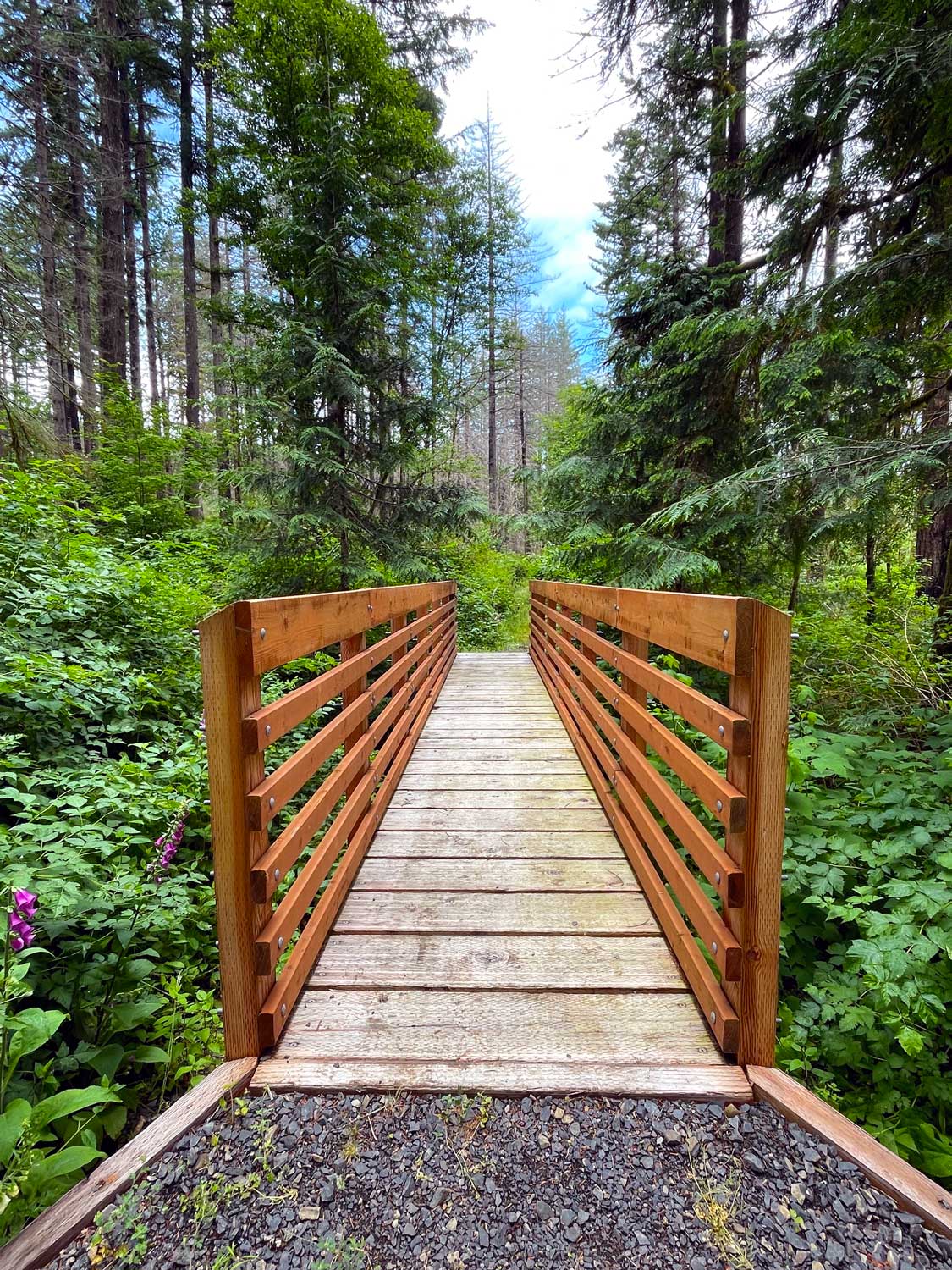 A new wooden bridge with shrubs and trees in the background