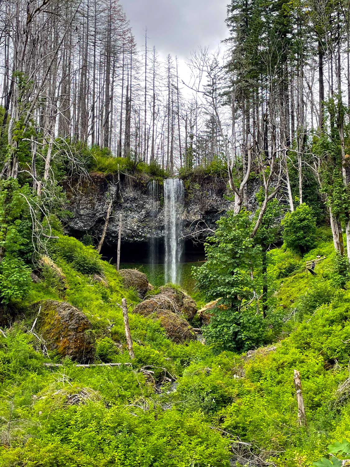 Moss and shrubs cover boulder in the foreground with a large waterfall in the background and trees lining the rocky ledge at the top of the waterfall
