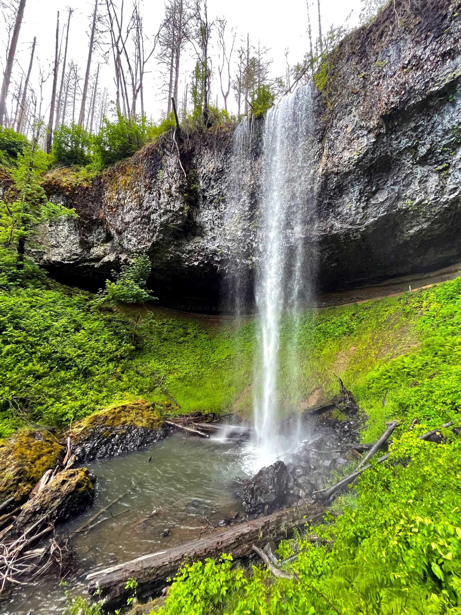 A large waterfall drops over a rocky ledge into a pool with boulders and logs with green shrubs surrounding the pool