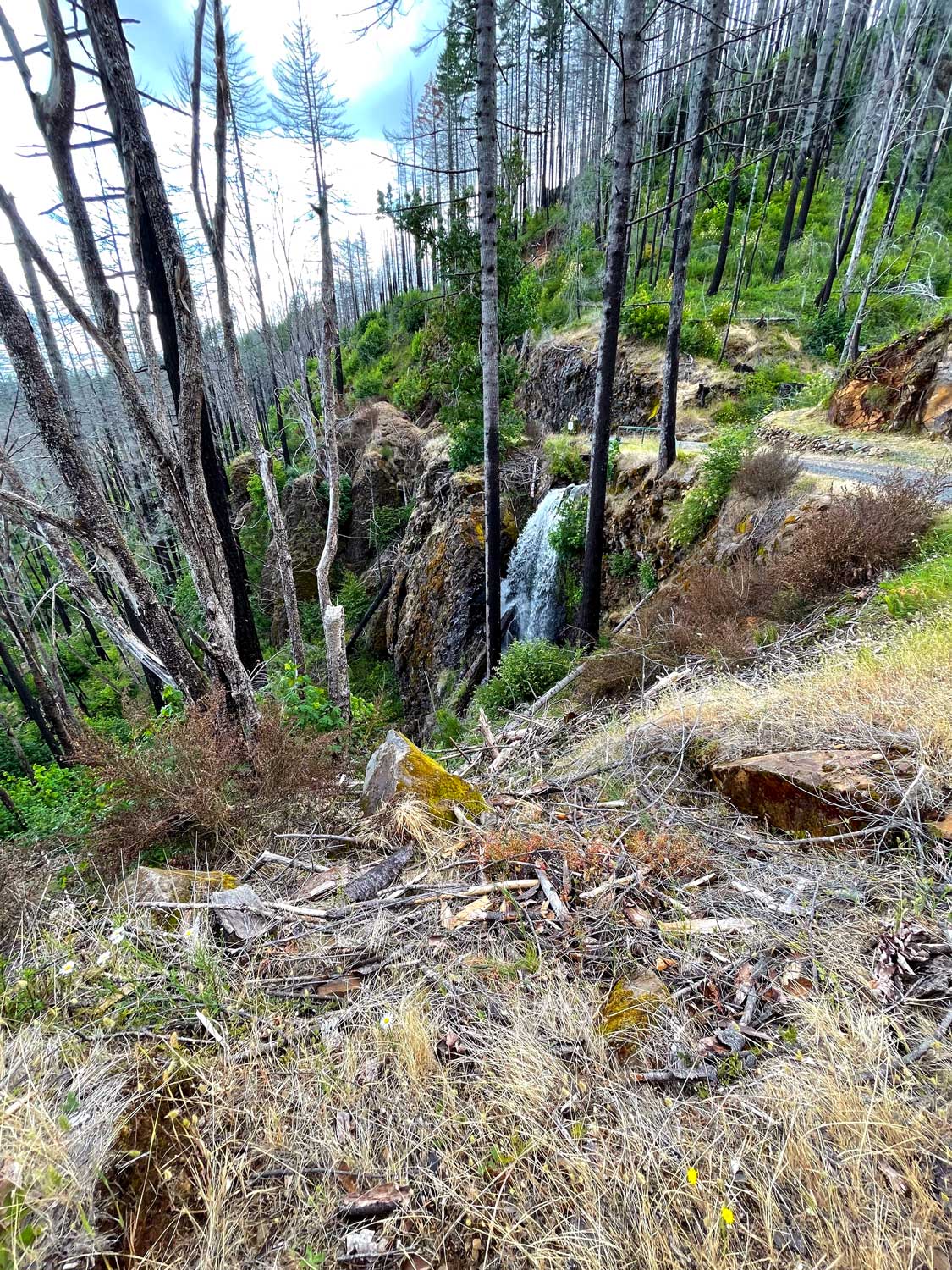 Burned trees surround a waterfall emerging from under a bridge near a gravel road with dry grass and wood bark in the foreground